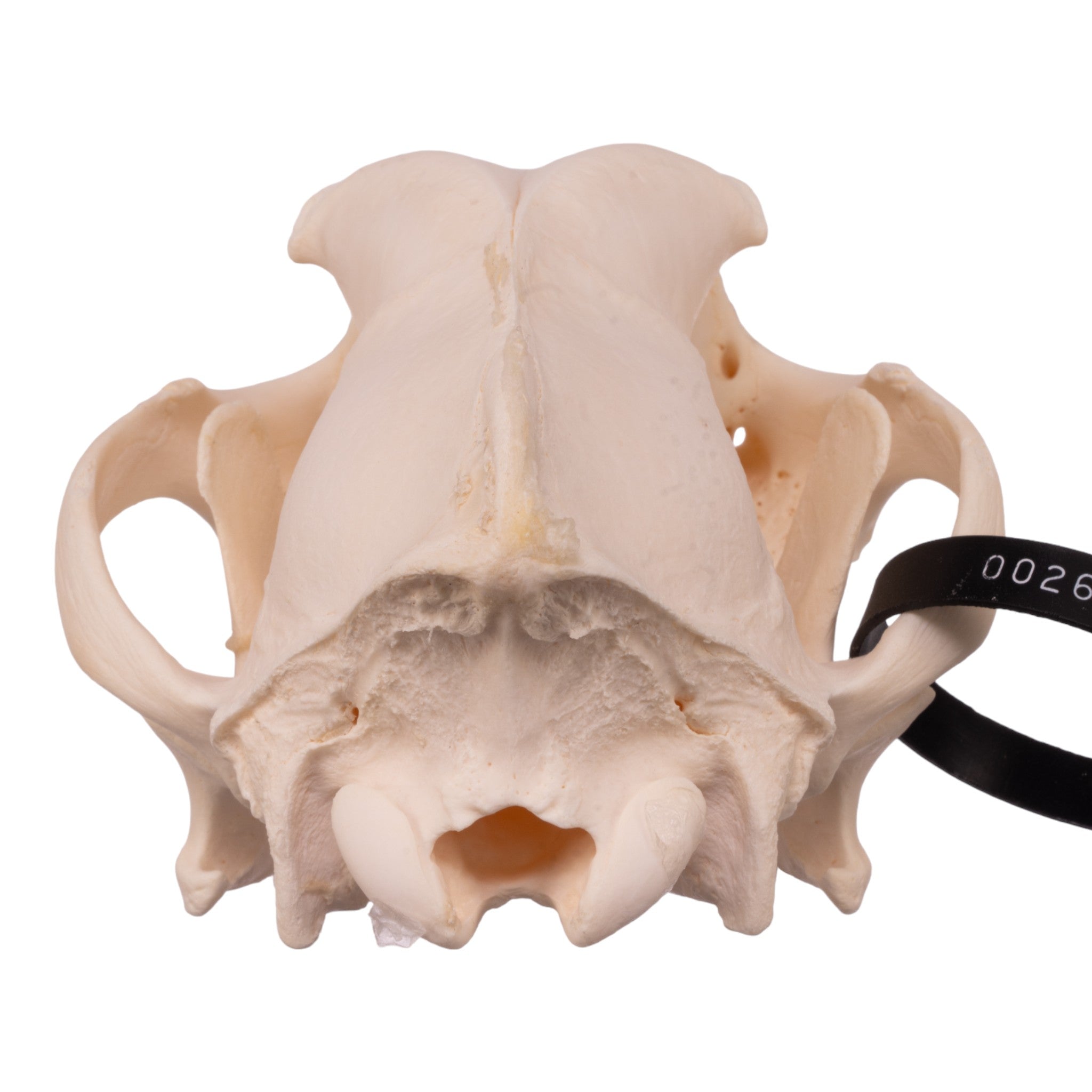 Authentic Alaskan Malamute Dog Skull - Real Domestic Canine Specimen for Taxidermy, Veterinary Study & Oddity Collectors | Perfect for Halloween Decor, Gothic Display & Educational Purposes
