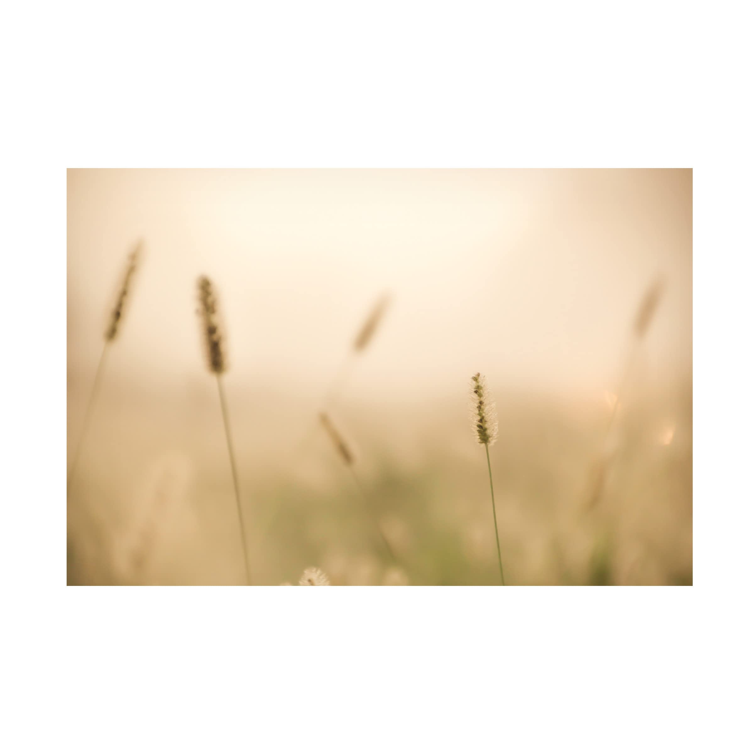 Blue Palomino 'Gone To Seed By The Beach' Canvas Wall Art Print - Coastal Home Decor for Living Room, Bedroom & Office