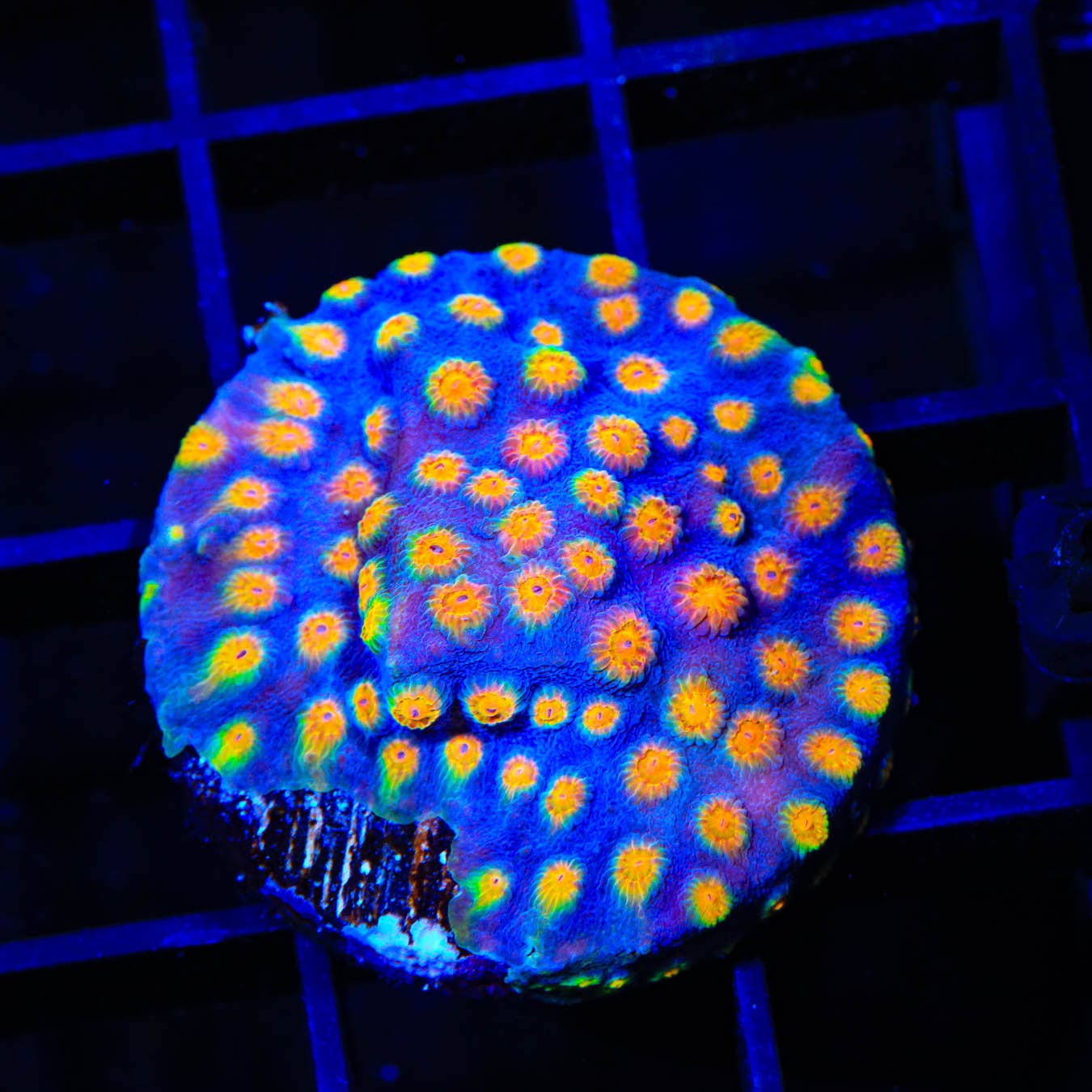 CB Monet Madness Cyphastrea Coral - Rare Saltwater Aquarium Coral for Reef Tanks | Perfect for Marine Aquascaping & Coral Collectors