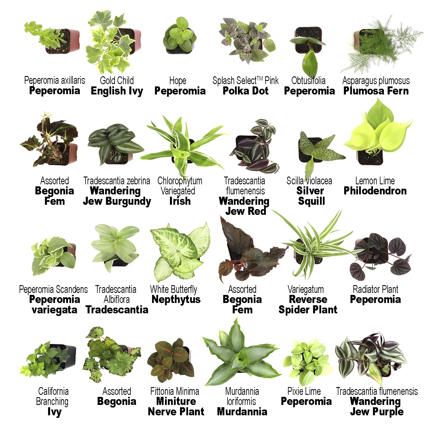 48 Pack Easy to Grow Live Houseplants in Planters - Indoor Plants Collection with Potting Soil Mix, Home Decor Planting Kit for Living Room, Office, or Outdoor Garden Gifts by Plants for Pets