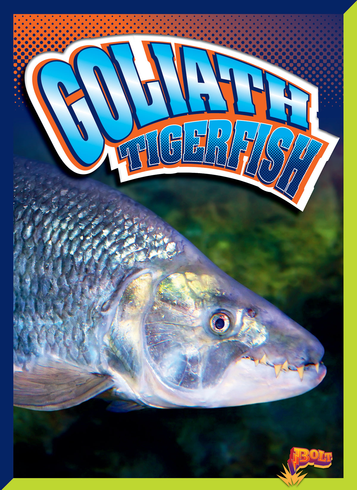 Goliath Tigerfish - Large Freshwater Predator Fish for Aquariums & Fishing - Perfect for Exotic Fish Tanks and Sport Fishing Adventures