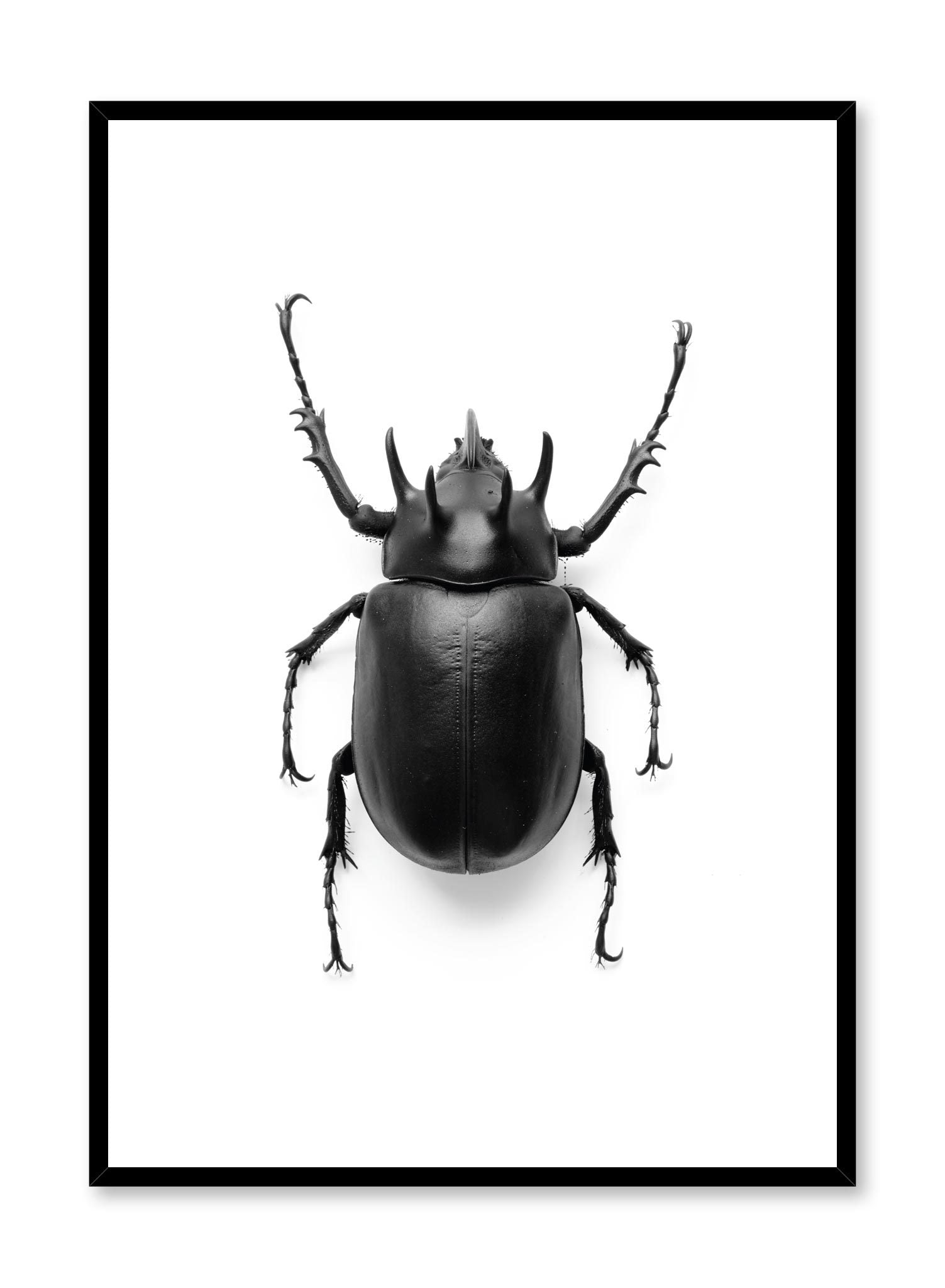 Vintage Beetle Insect Art Print - High Quality Wall Decor for Home, Office & Classroom | Perfect for Nature Lovers & Entomology Enthusiasts