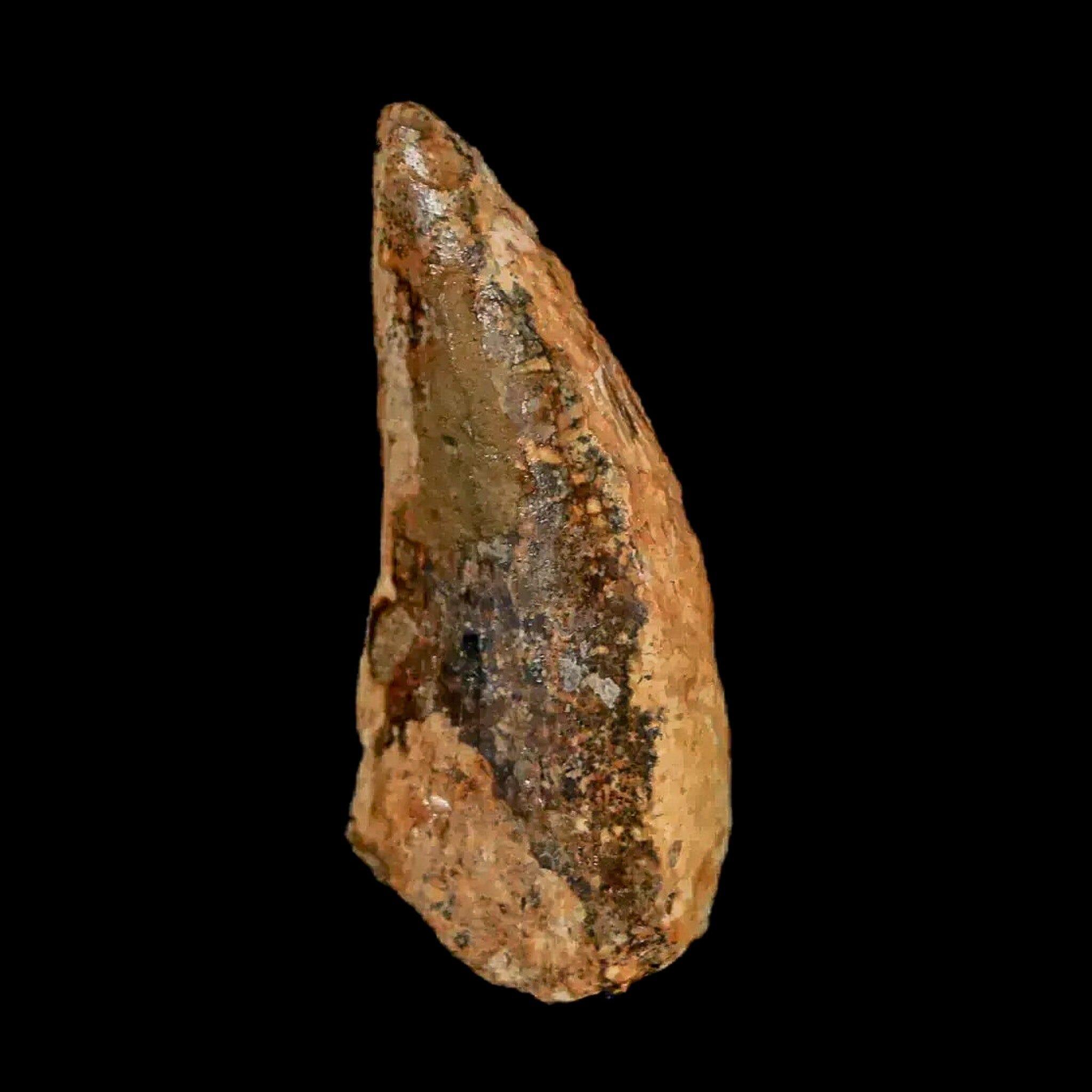 Authentic Nanotyrannus Tyrannosaurus Fossil Tooth - Rare Dinosaur Fossil from Lance Creek, Wyoming with COA - Perfect for Paleontology Collections & Educational Displays