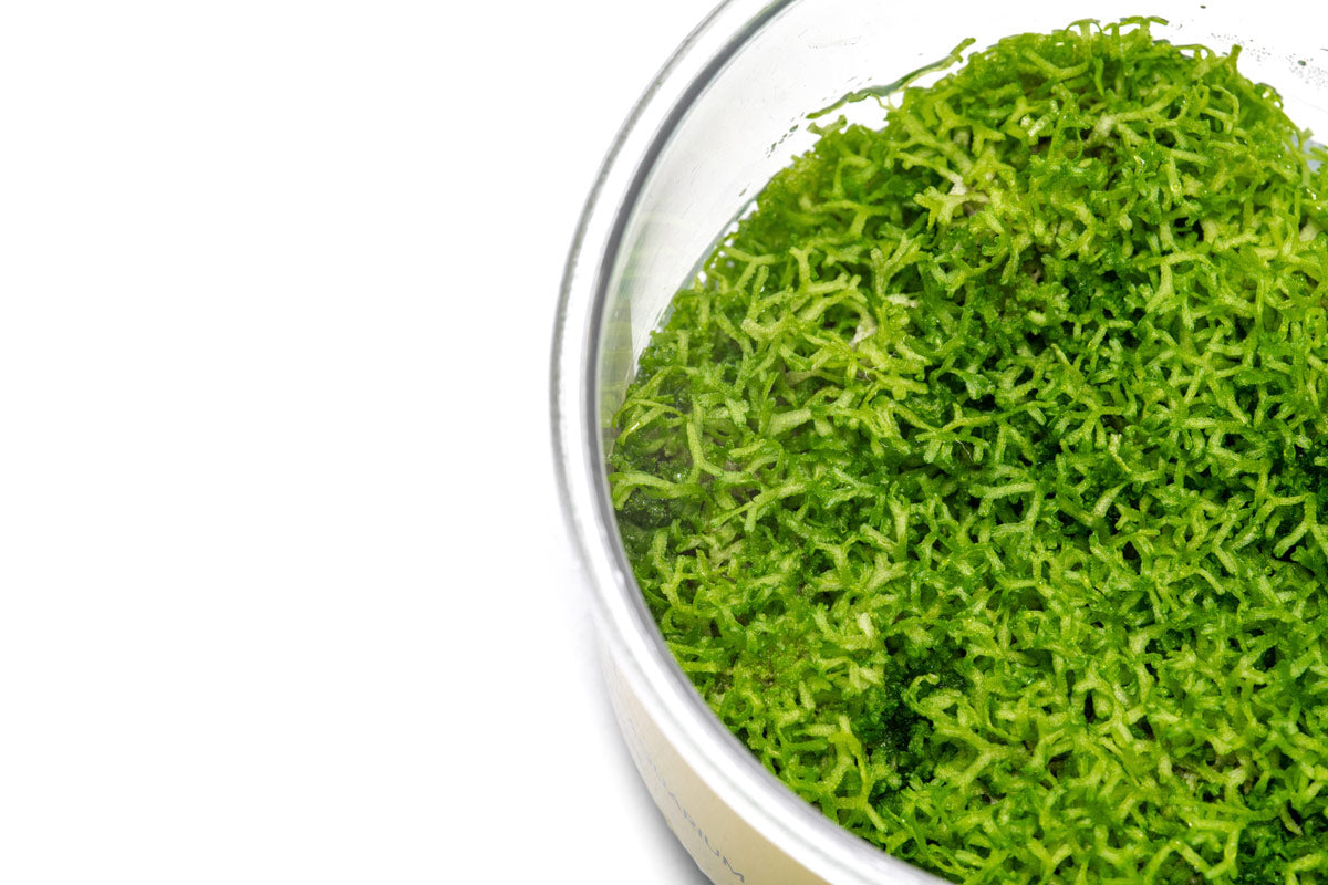 Premium Riccia Fluitans Live Aquarium Plant Tissue Culture - Easy Carpet Plant for Freshwater Fish Tanks, Aquascaping & Shrimp Habitats