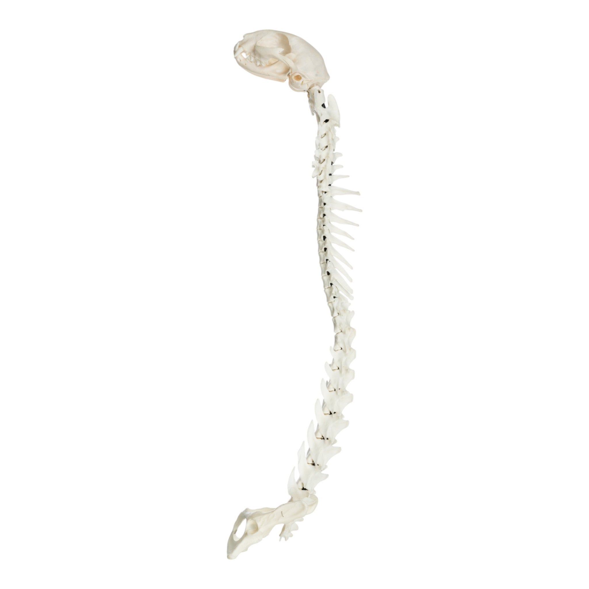 Realistic Domestic Cat Skeleton Model - Flexible Articulated Spine & Skull for Veterinary Study, Anatomy Education, and Halloween Decor