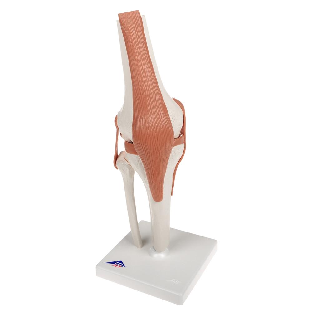 Functional Knee Joint Model - Anatomical Medical Teaching Aid for Students & Professionals | Ideal for Classroom, Lab & Home Study