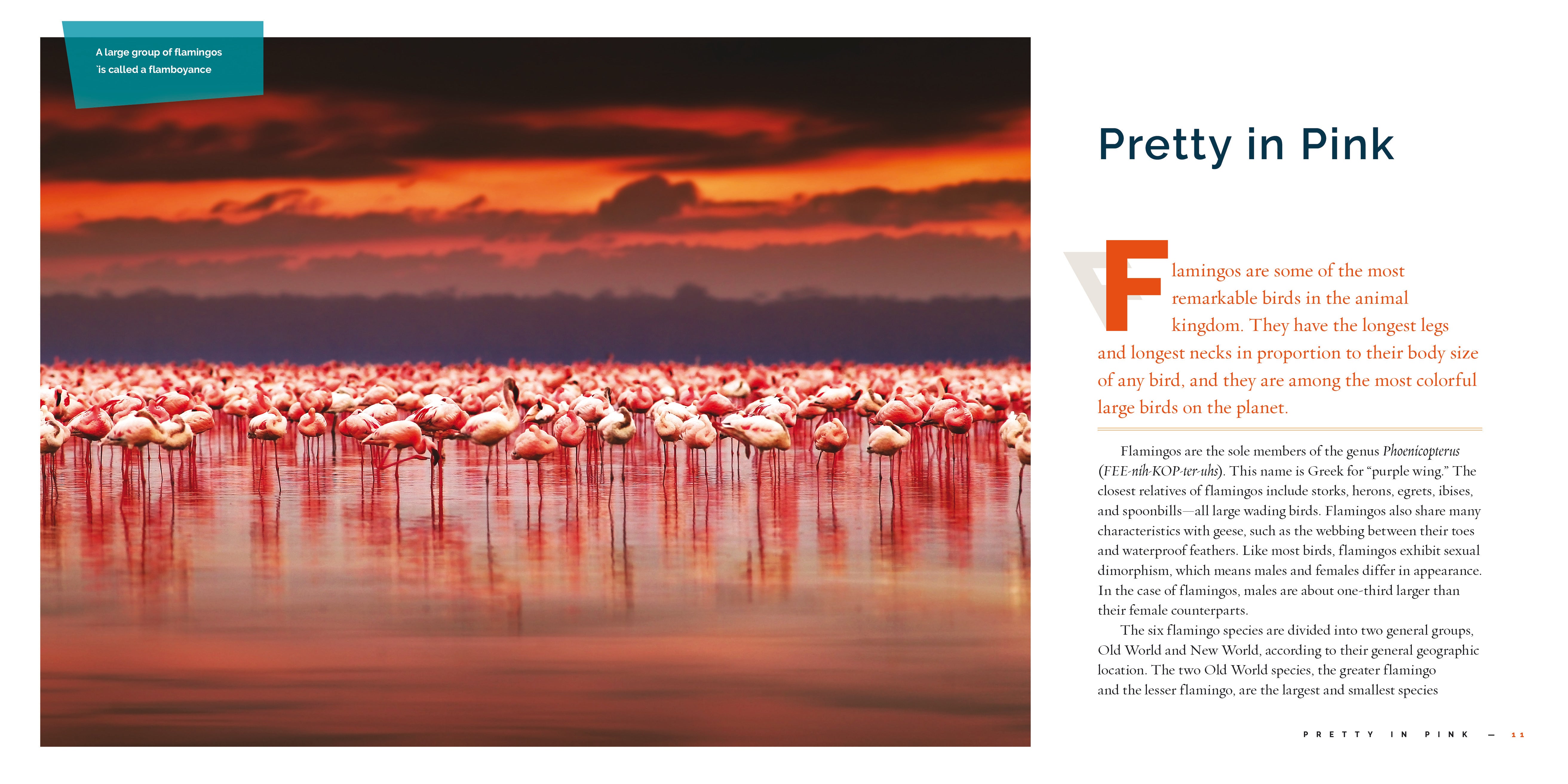 Flamingos Book - 9781640267817 - Learn About Flamingos, Their Habitat & Behavior - Perfect for Nature Lovers, Bird Enthusiasts & Educational Use