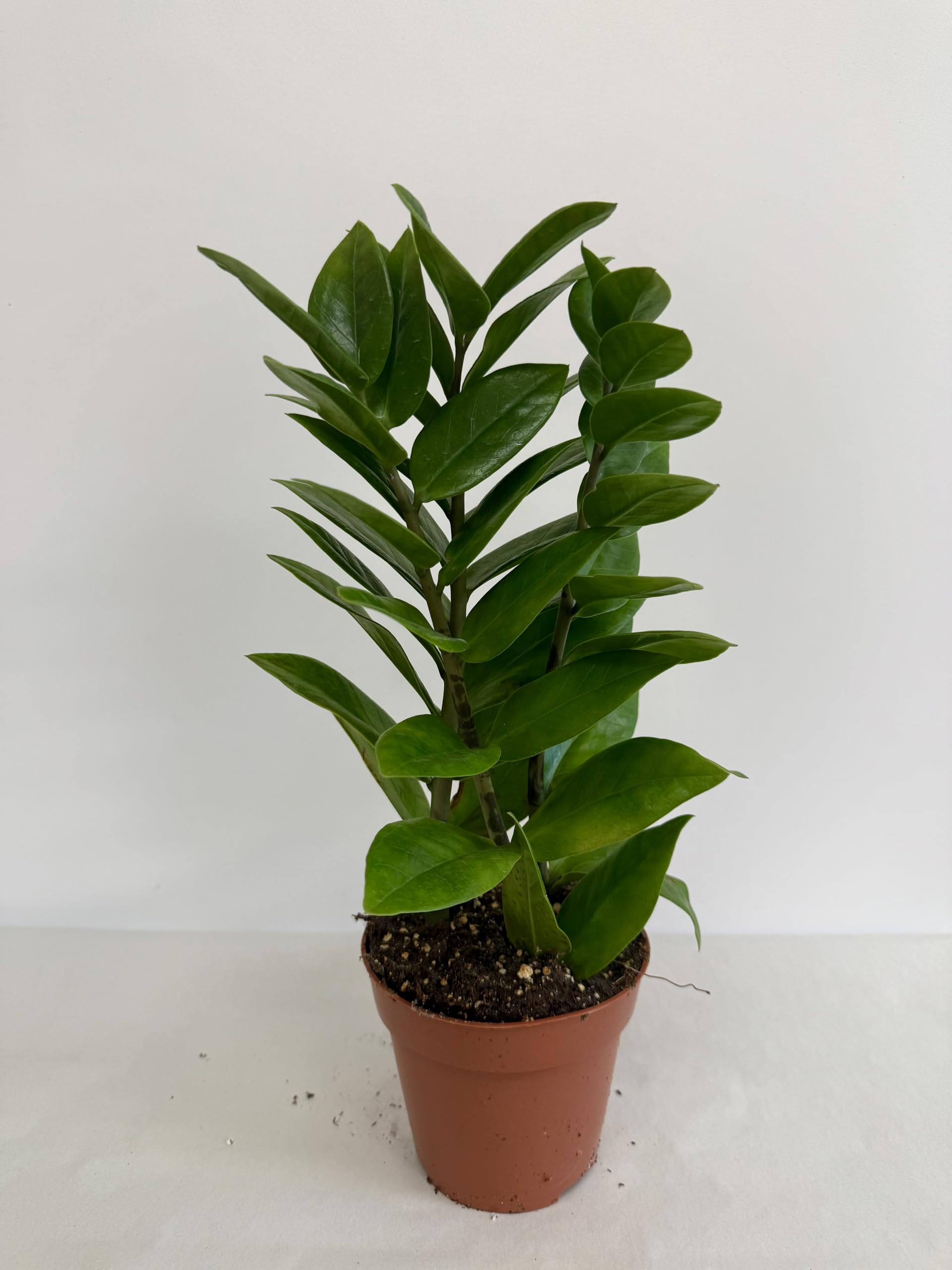 Lize ZZ Plant (Zamioculcas Zamiifolia) - 11 Inch Tall Indoor Houseplant in 5 Inch Decorative Pot | Perfect for Home Office, Living Room & Bedroom Decor