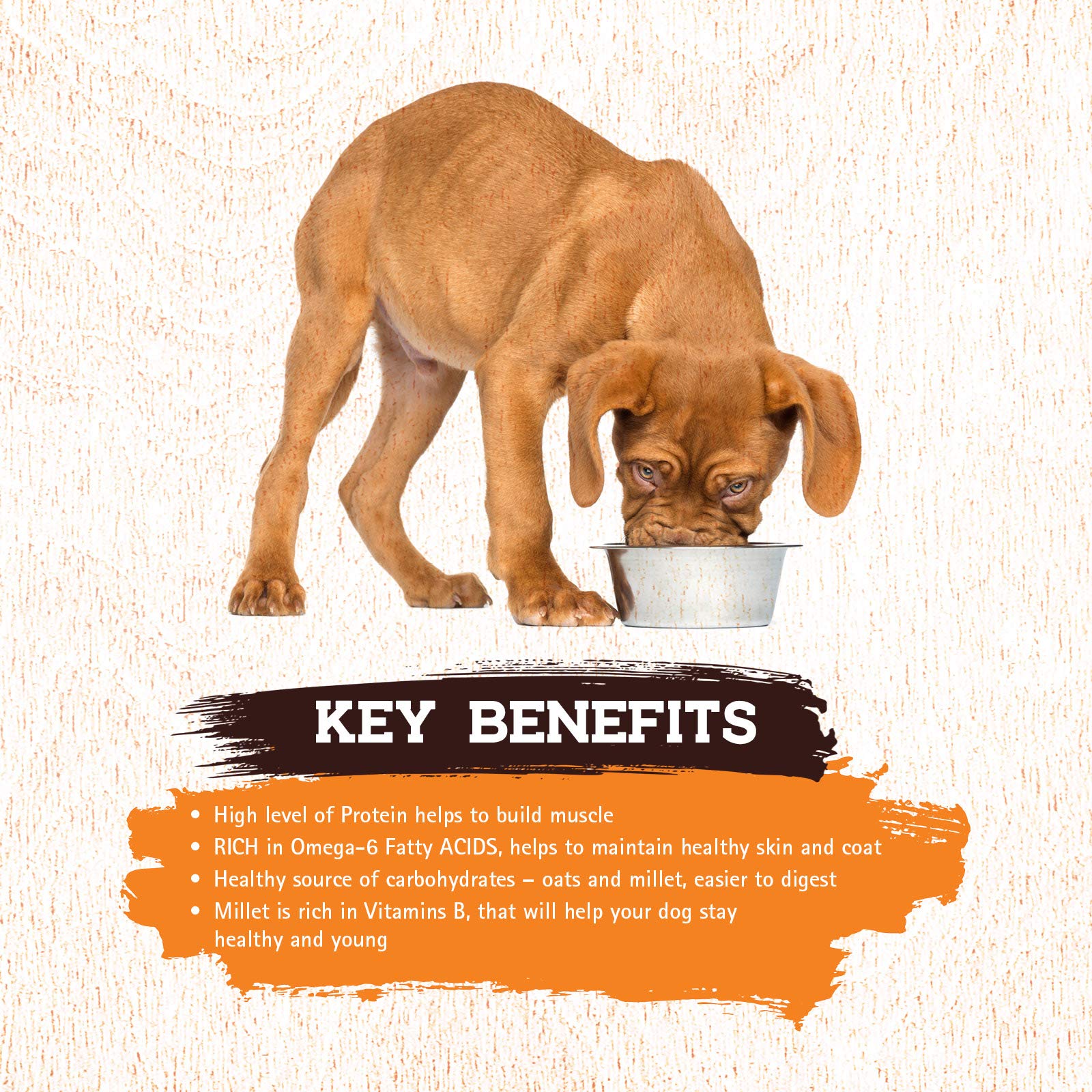 Inception® Wet Dog Food Chicken & Pork Meal Recipe – Grain-Free, Legume-Free, High-Protein Complete & Balanced Wet Food for Dogs – 12 Pack (13oz Cans) – Perfect for Picky Eaters & Sensitive Stomachs