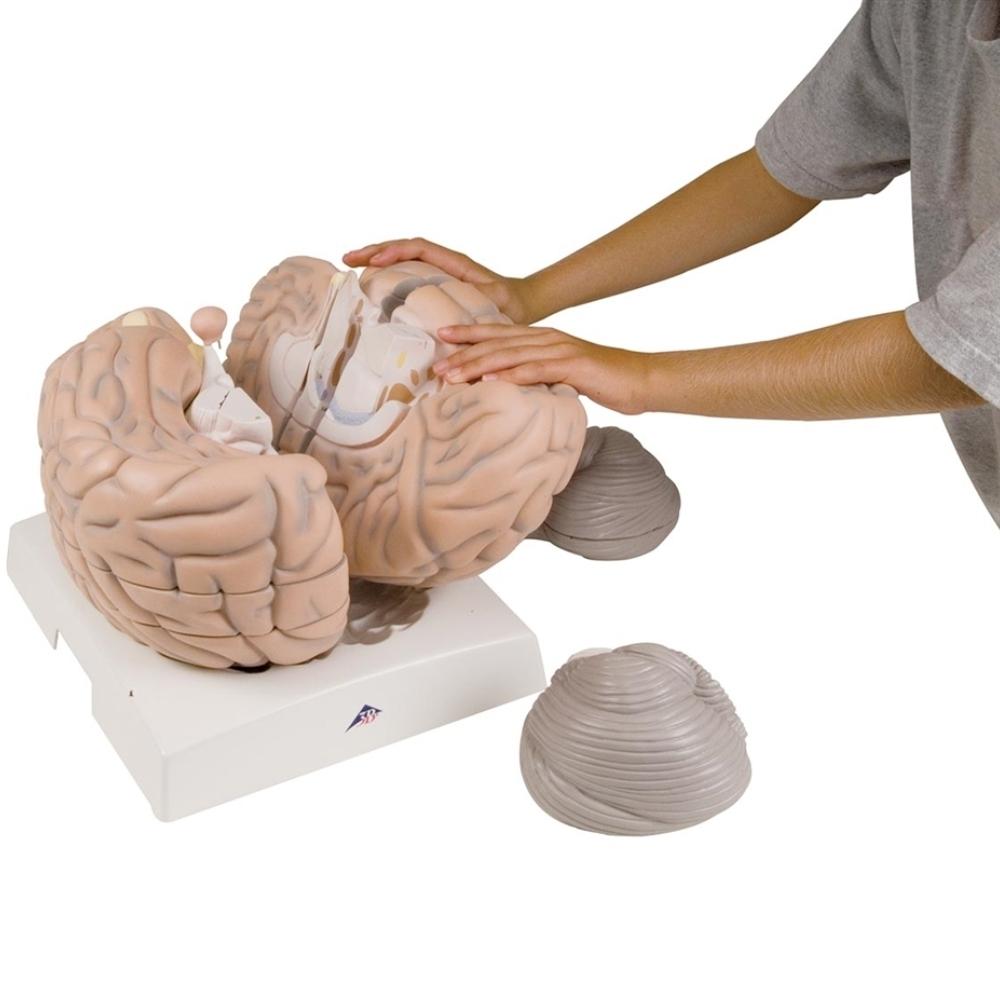 Giant Brain Model - 2.5X Full Size with 14 Detachable Parts | Anatomy Learning Tool for Medical Students & Science Enthusiasts | Perfect for Classroom, Lab & Home Study