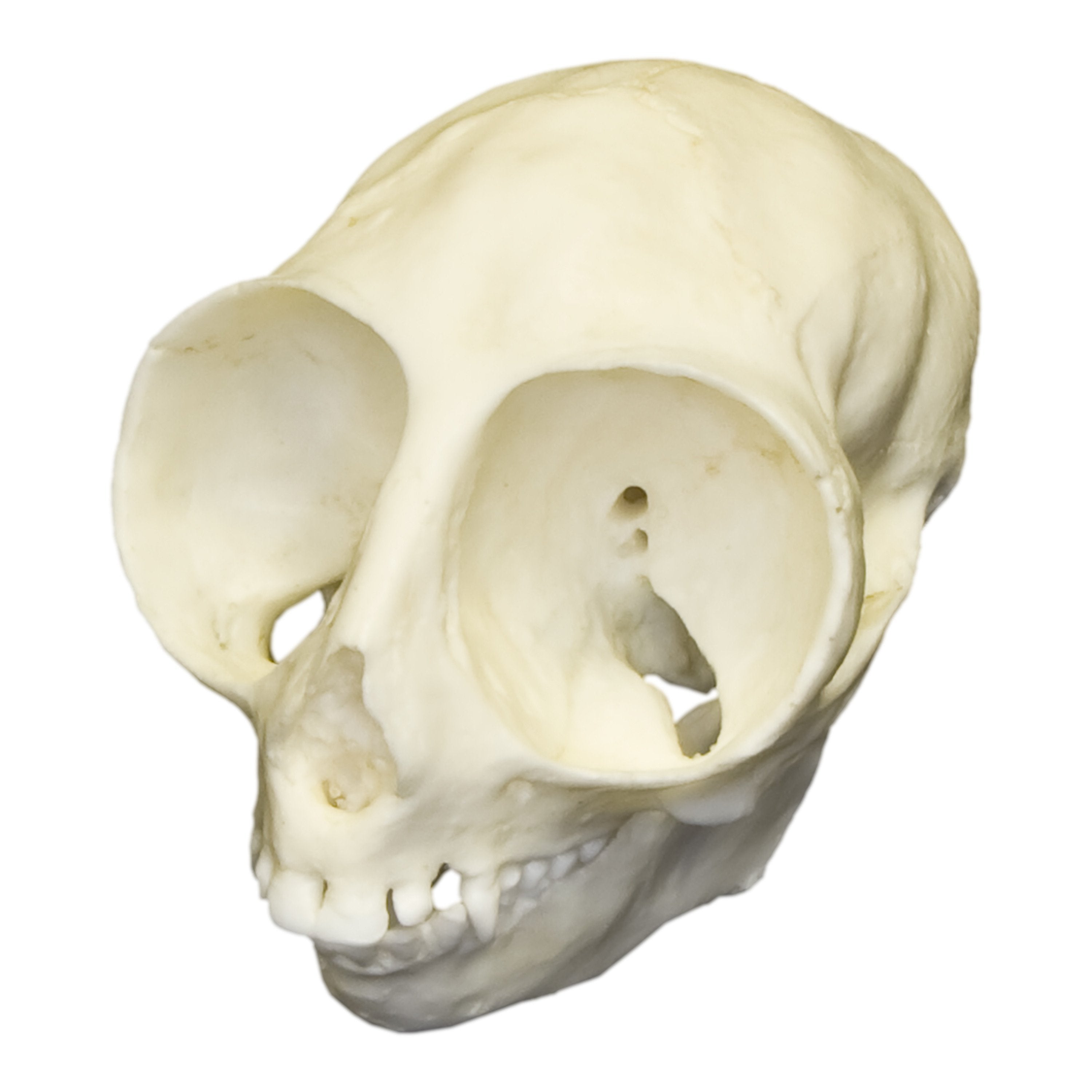 Replica Owl Monkey Skull - Lifelike Animal Skull Model for Home Decor, Halloween Props, and Educational Displays | Perfect for Gothic Collections, Science Classrooms, and Horror Themed Parties