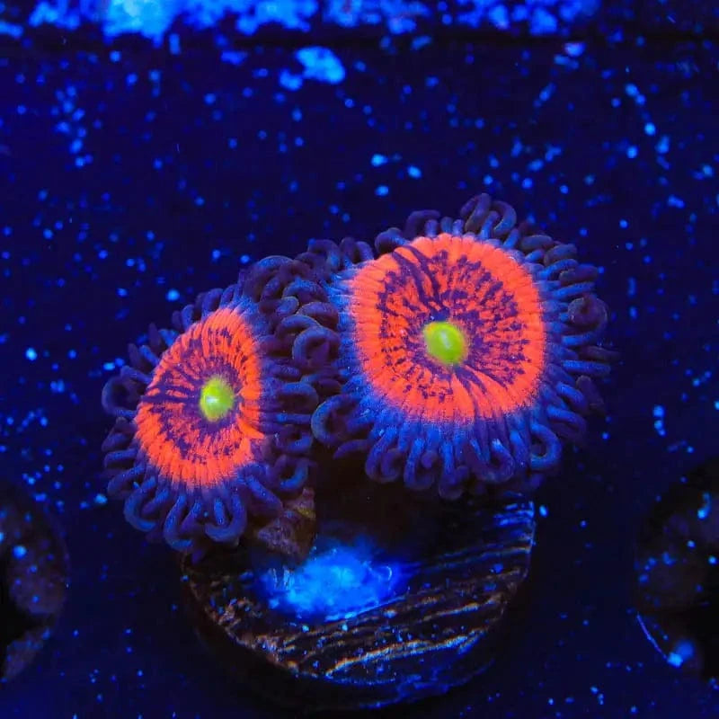 Everlasting Gobstopper Zoanthid Coral for Saltwater Aquariums - Vibrant Coral for Reef Tanks & Marine Displays