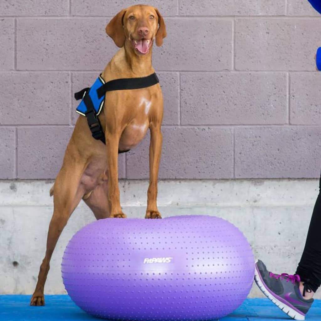 FitPAWS® TRAX™ Donut Dog Balance Training Platform - Core Strength & Stability Exercise Equipment for Canine Fitness - Perfect for Agility Training, Rehabilitation & Indoor Workouts