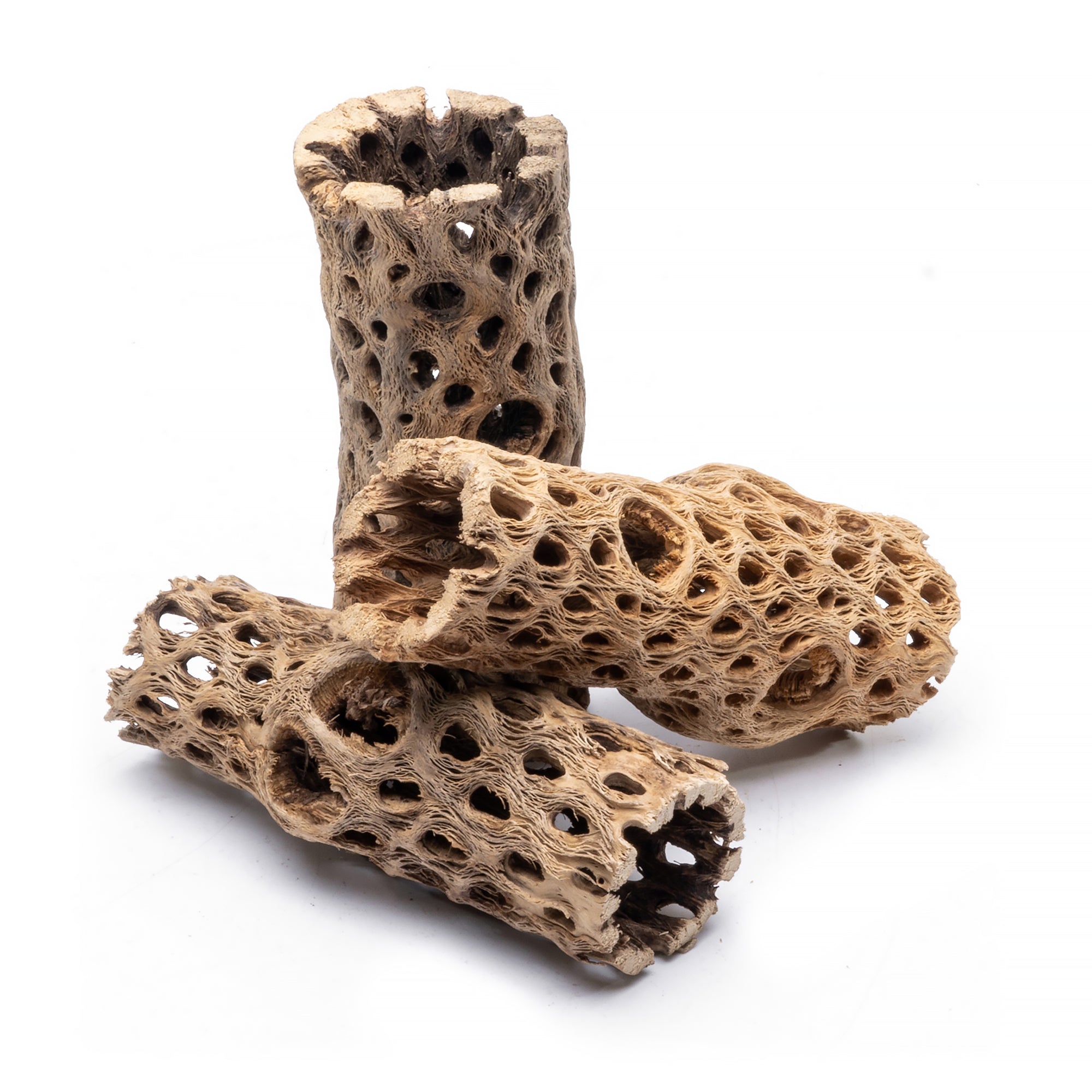 6 Inch Cholla Wood Driftwood for Aquarium & Reptile Habitat - Natural Chain Fruit Cactus Decor for Fish Tanks, Hermit Crabs & Terrariums