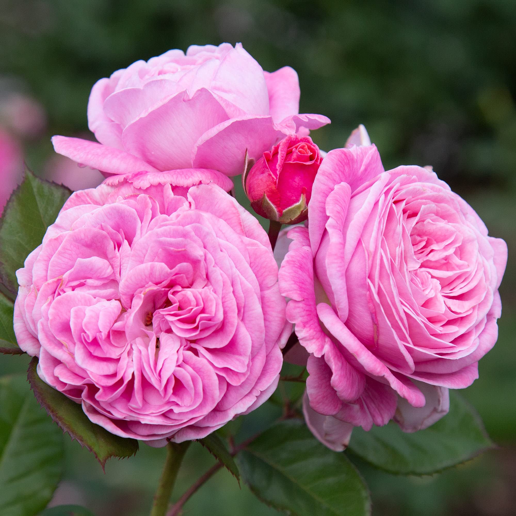 Parfuma® Summer Romance Pink Floribunda Rose Bush - Heirloom Roses Live Plant for Outdoor Garden Planting | Perfect for Landscaping, Borders & Romantic Garden Decor