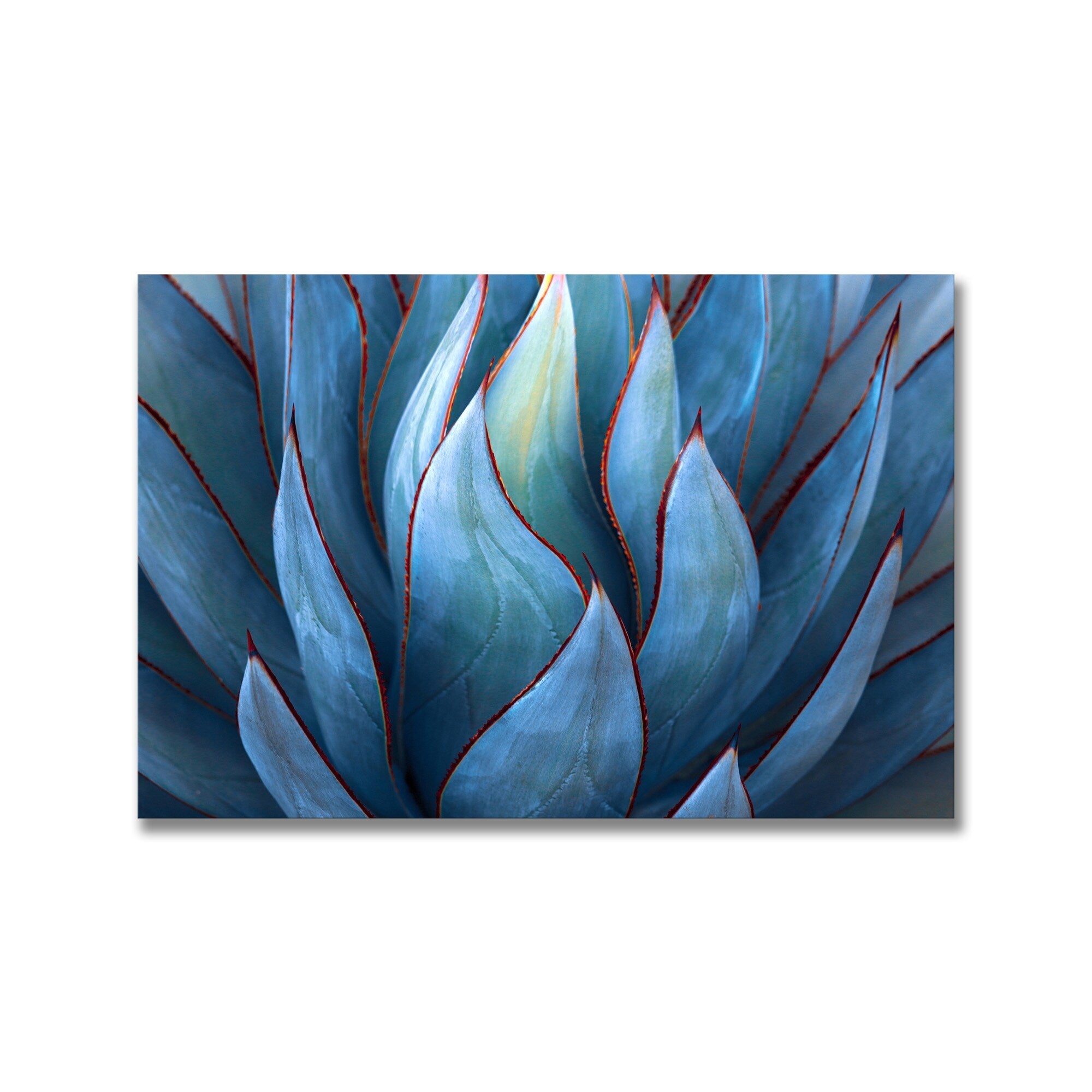 Blue Agave Abstract Framed Print Wall Art by Robin Wechsler - Modern Botanical Home Decor for Living Room, Bedroom & Office