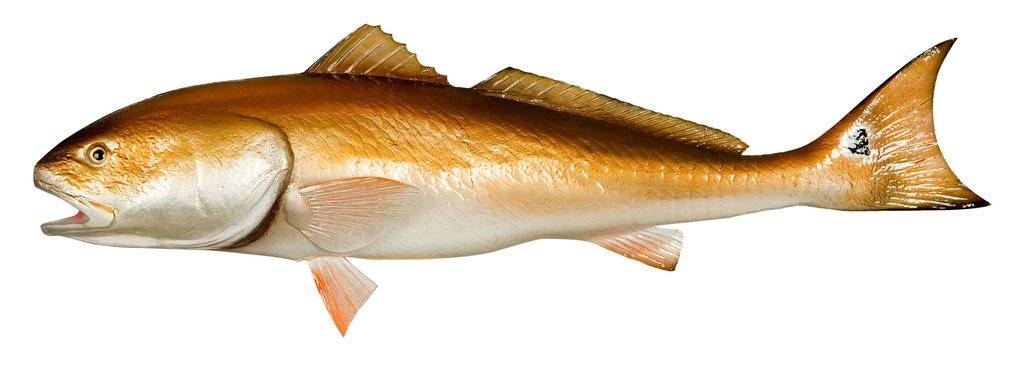 Redfish Wall Mount Fish Replica - Lifelike Fishing Wall Decor for Coastal & Nautical Home Decor | Perfect for Beach Houses, Lake Cabins & Fishing Lodge Decorations