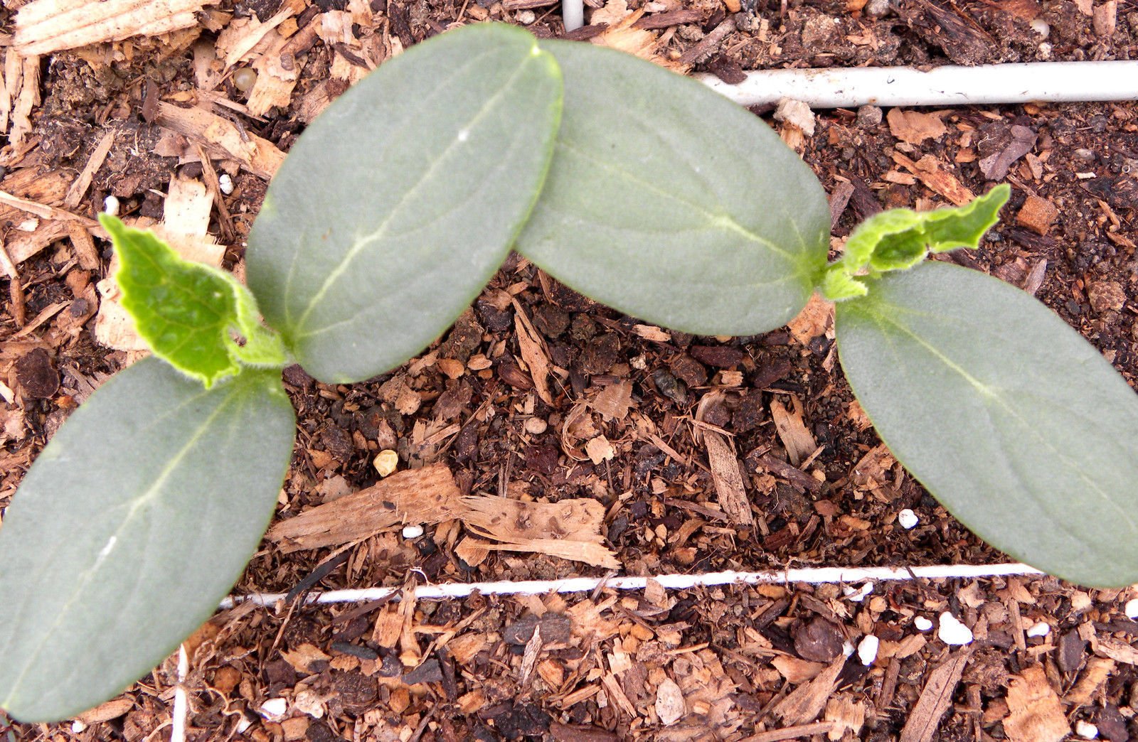 Organic Straight Eight Cucumber Seeds - Heirloom Variety (100 Seeds) for Slicing, Salads, Snacks & Fresh Eating - Perfect for Home Gardens, Farmers Markets & Healthy Lifestyles