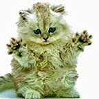 Cat Cute