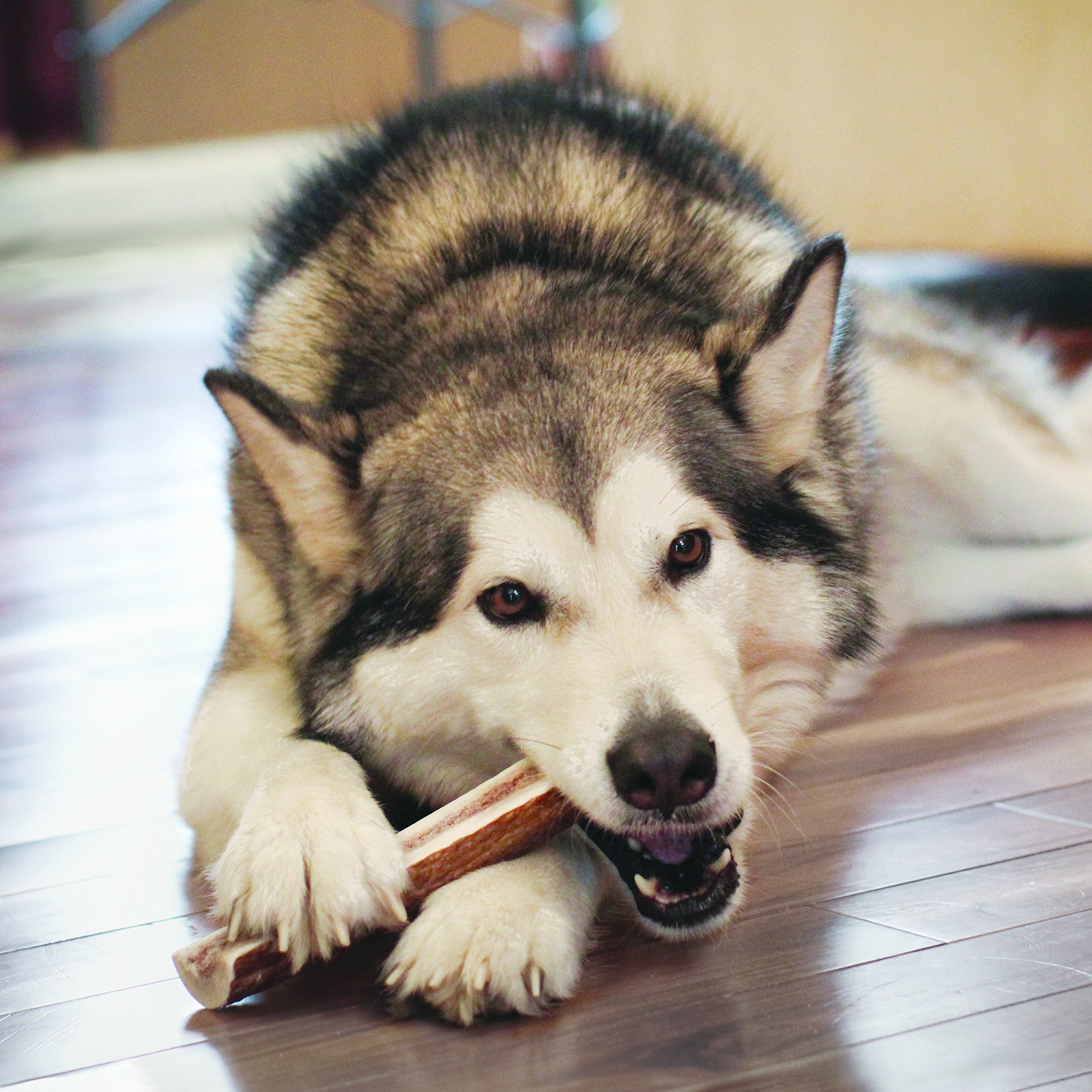 KONG Wild Antler Chew Toy for Small Dogs - Natural Shed Antler Dog Chew for Teething, Dental Health & Anxiety Relief - Perfect for Puppies & Small Breeds (X-Small)
