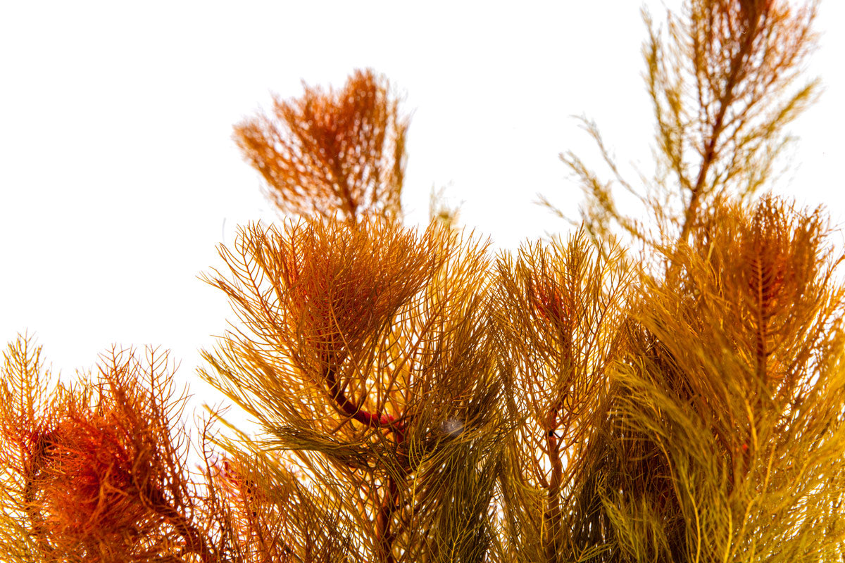 Myriophyllum Tuberculatum Aquatic Plant for Aquariums & Ponds | Oxygenating Live Plant for Fish Tanks | Perfect for Freshwater Aquascaping & Water Gardens