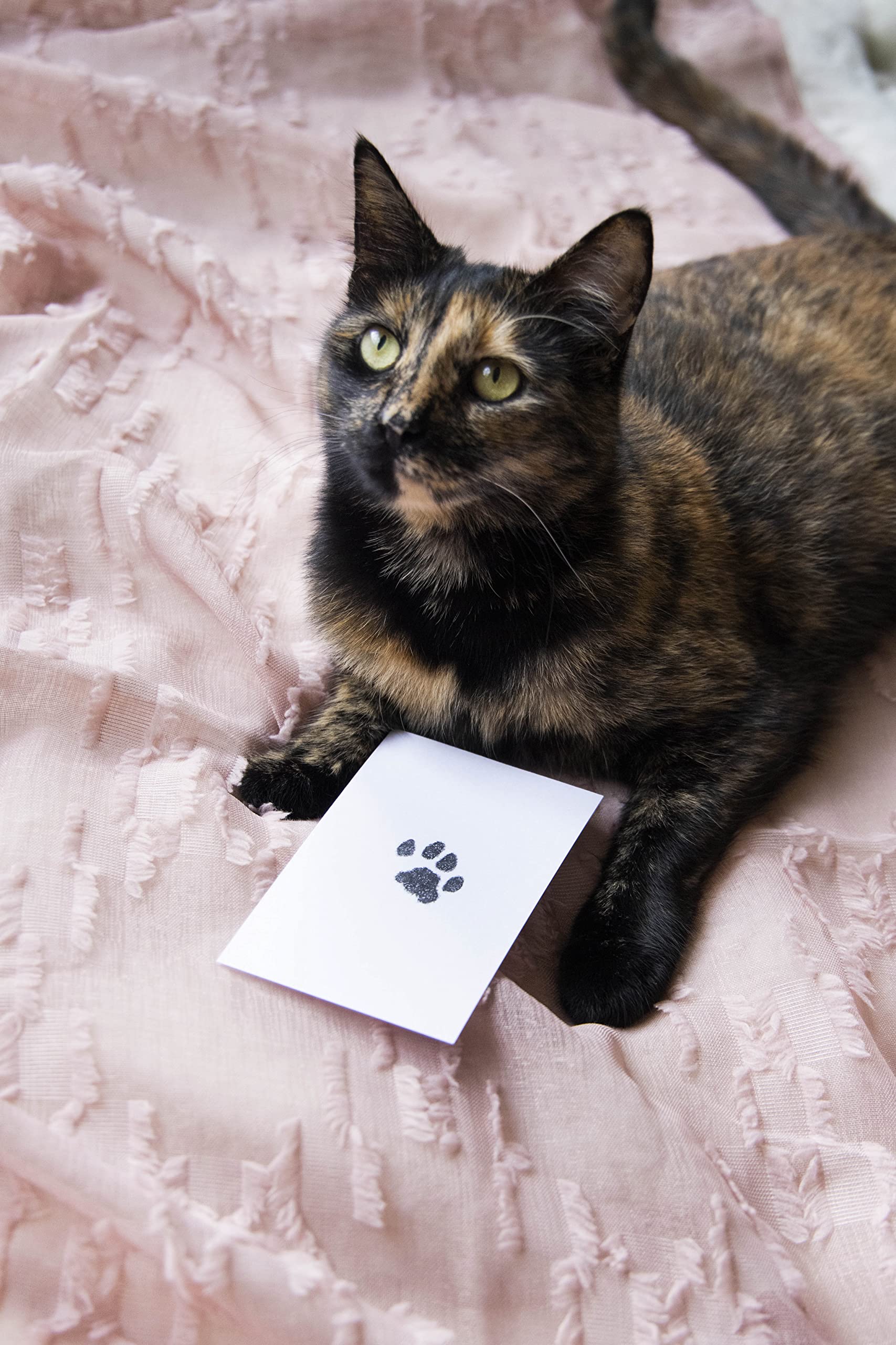 Kate & Milo Clean Touch Ink Pad for Dogs & Cats - No Touch Paw Print Kit with Black Ink & 2 Impression Cards | Pet Keepsake, DIY Pawprint Maker for Pet Memorials, Adoption Days & Family Crafts