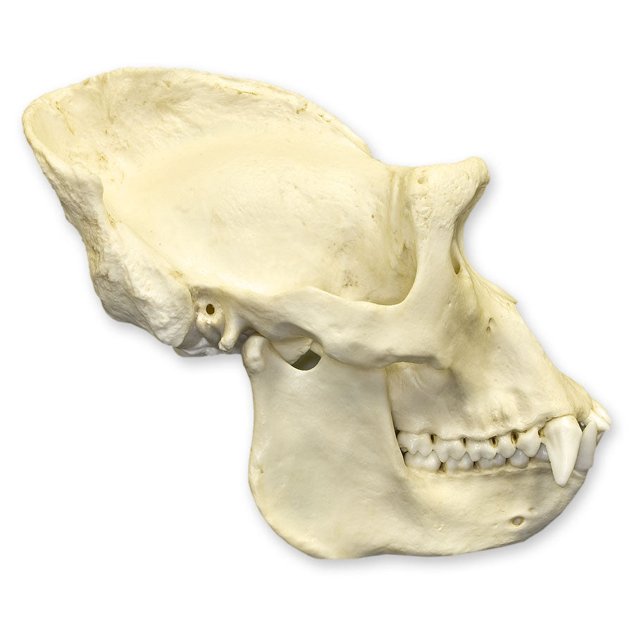 Authentic Replica Lowland Gorilla Skull - Male - Perfect for Educational Displays, Home Decor & Halloween Props
