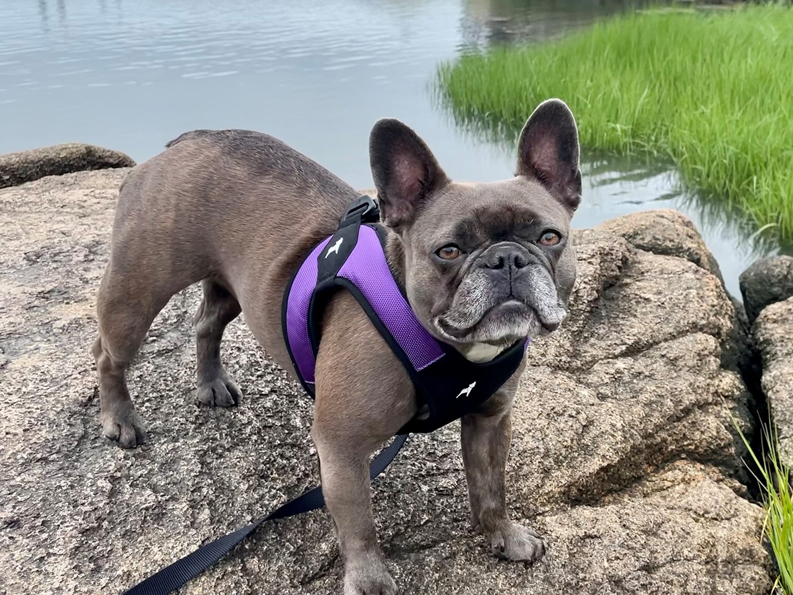 Gooby Escape Free Easy Fit No Pull Dog Harness - Small, Purple - Step-in Design with Quick Release Buckle for Small & Medium Dogs | Perfect for Walking, Hiking & Outdoor Adventures