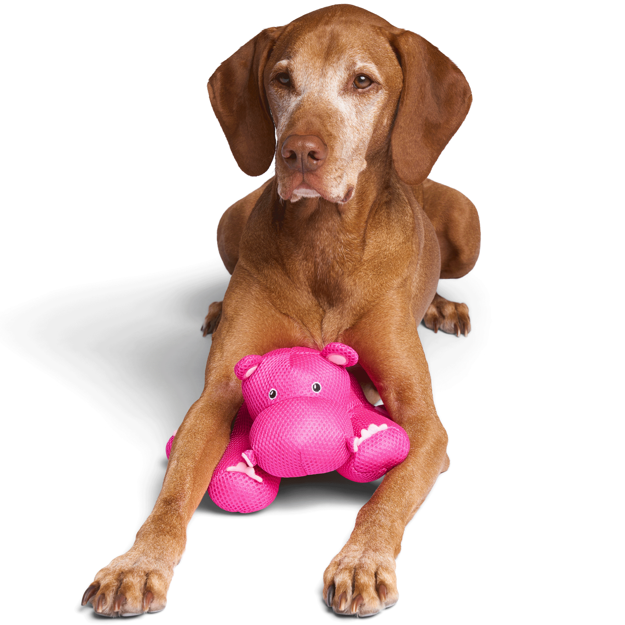 Canada Pooch Chill Seeker Hippo Dog Toy - Durable Chew Toy for Small & Medium Dogs - Perfect for Indoor Play, Outdoor Fetch & Teething Puppies