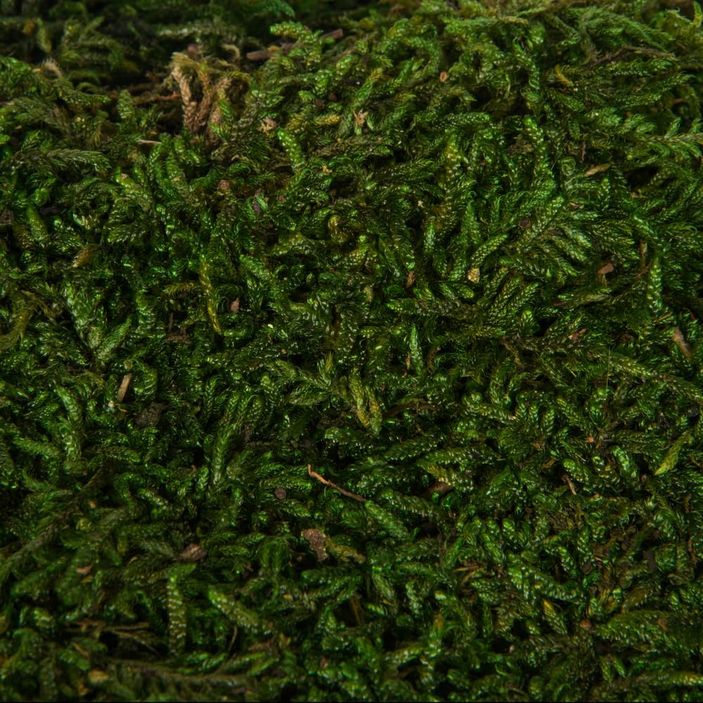 Vickerman Preserved Green Moss Sheet - 6.6 Lbs Bulk Case for Floral Arrangements, Terrariums & Home Decor