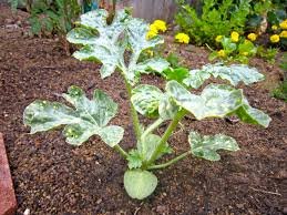 20 Heirloom Moon and Stars Watermelon Seeds - Certified USDA Organic by Stonysoil Seed Company | Non-GMO, Open-Pollinated | Perfect for Home Gardens, Organic Farming & Sustainable Agriculture