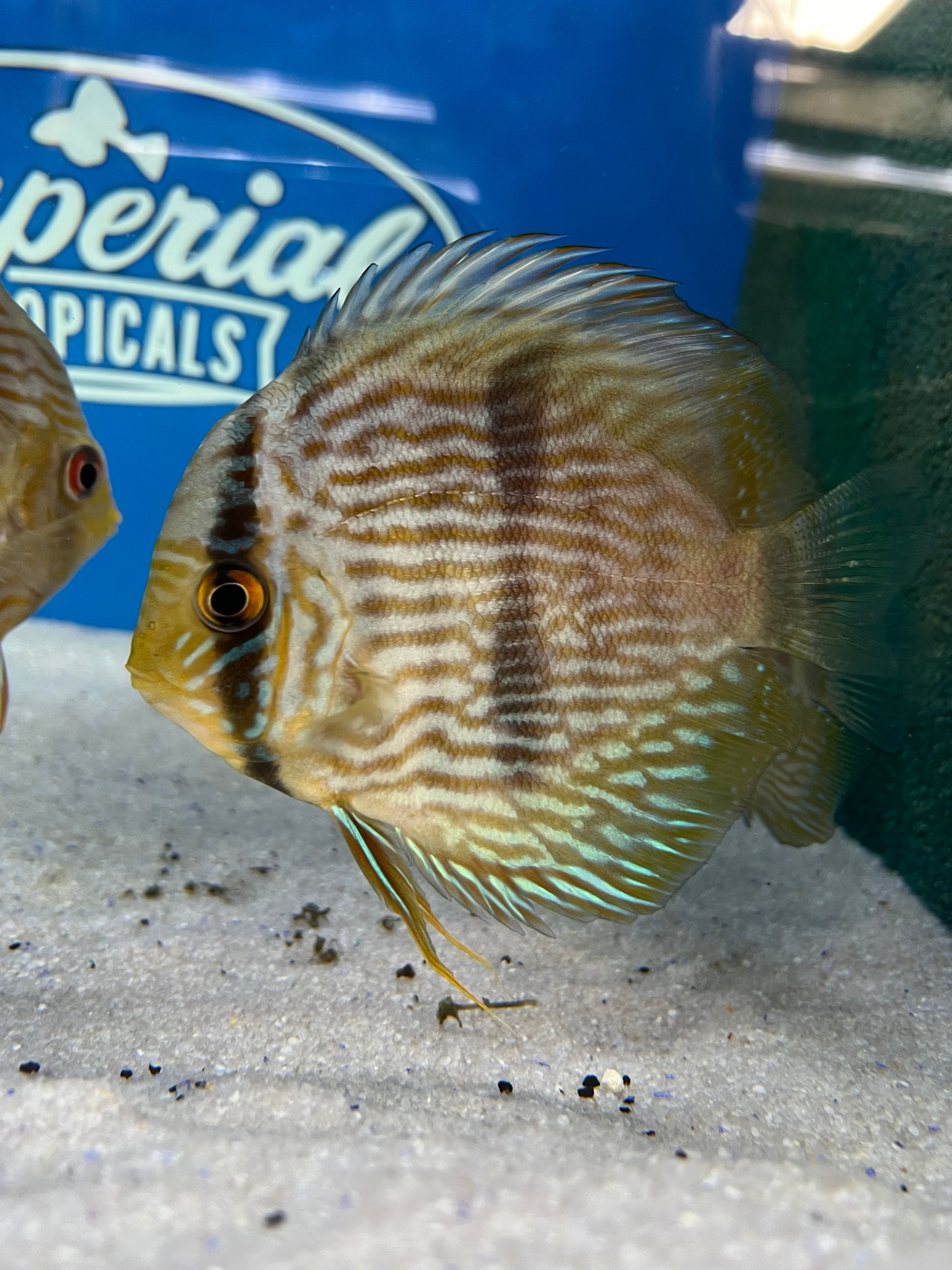 Premium Heckel Discus Fish for Aquarium - Live Tropical Fish for Freshwater Tanks - Perfect for Home Aquariums & Fish Tanks Decoration
