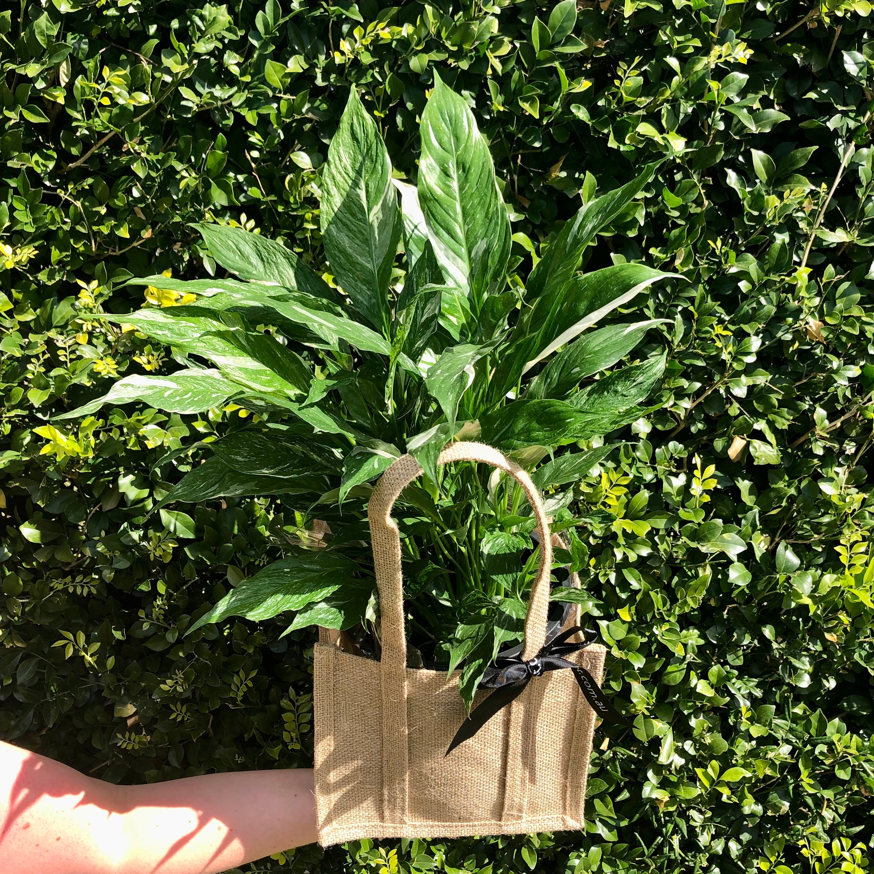 Variegated Spathiphyllum 'Domino' - Rare Peace Lily Houseplant for Home & Office Decor - Perfect for Indoor Spaces, Gifts & Air Purification