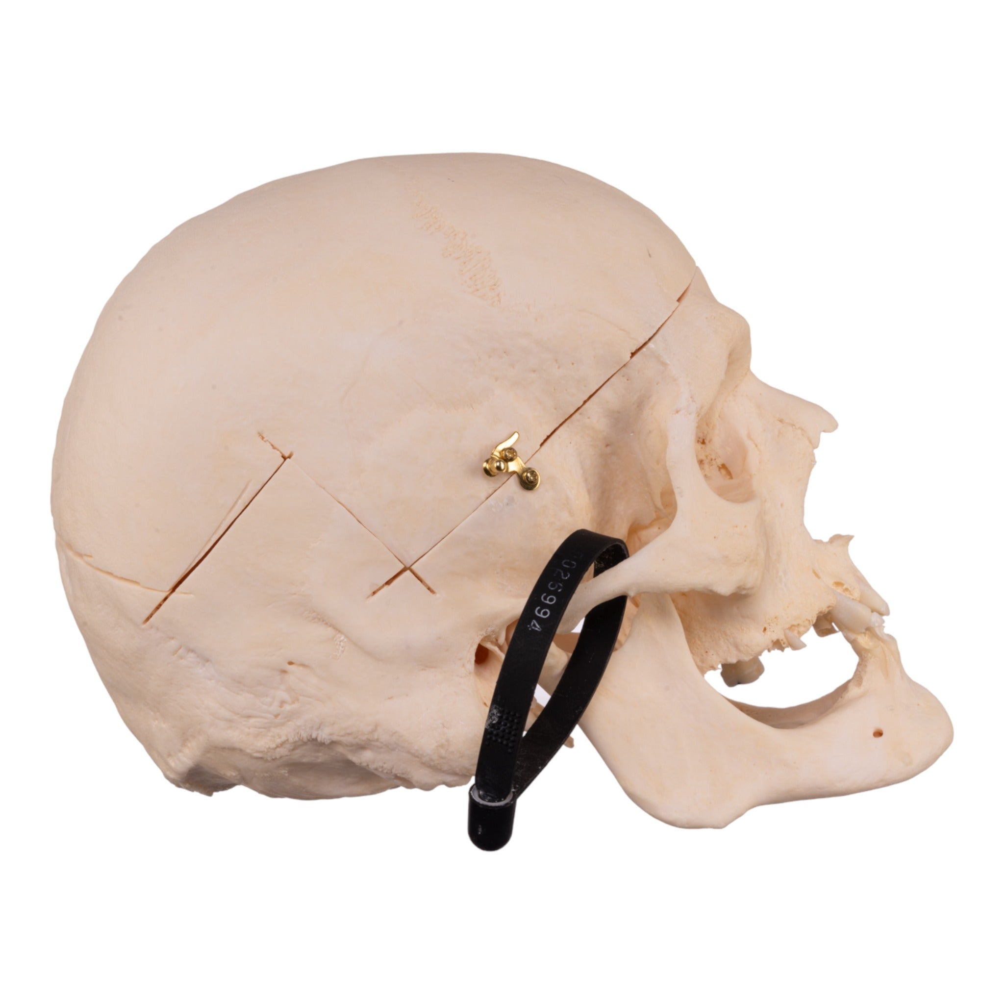 Authentic Human Skull Model for Medical Research & Anatomy Study - Perfect for Medical Training, Classroom Education & Halloween Decor
