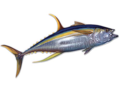 Yellowfin Tuna 5-Inch Vinyl Sticker - Waterproof Decal for Car, Laptop, iPad - Perfect for Outdoor Adventures, Travel Gear & Personalizing Devices