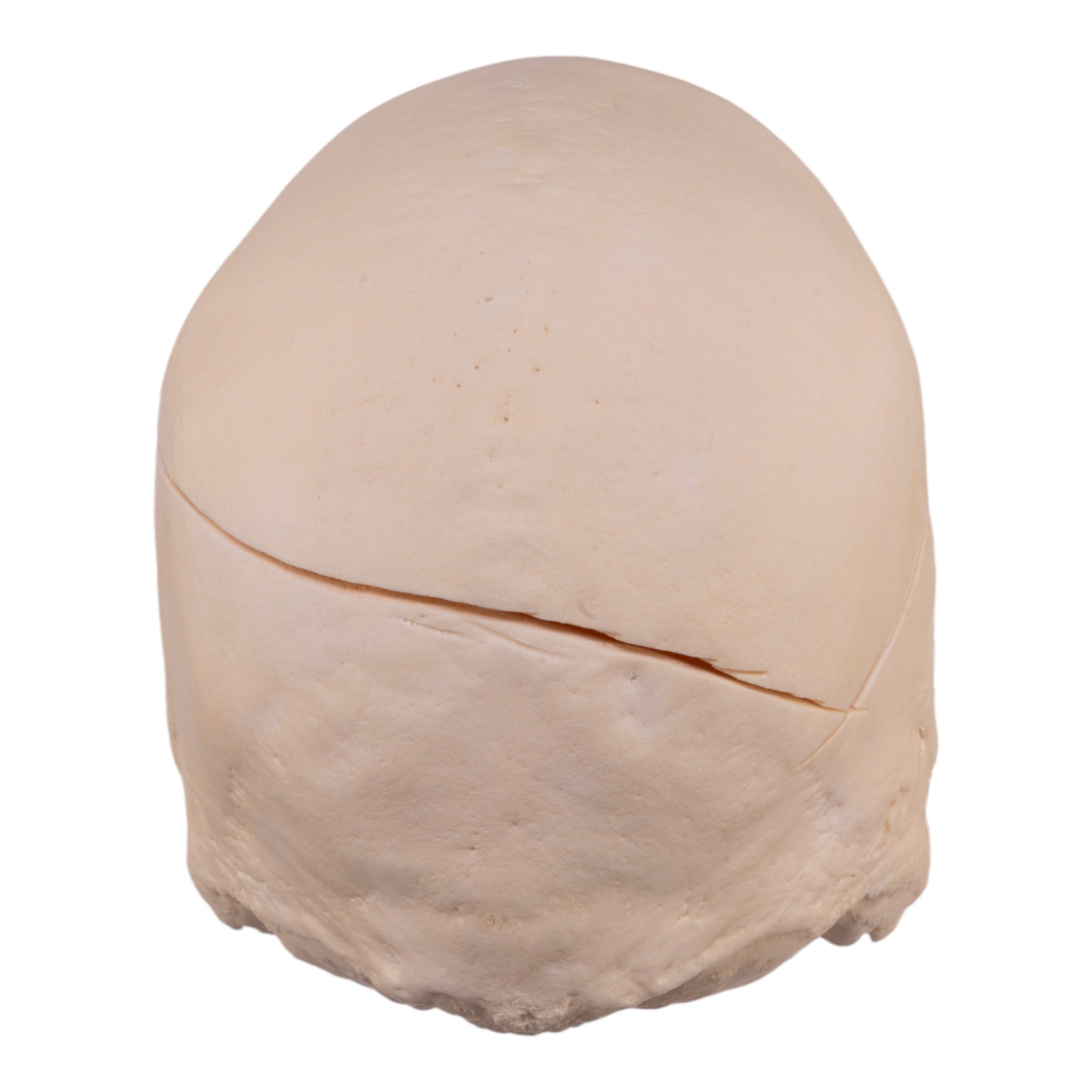 Authentic Human Skull Model for Medical Research & Anatomy Study - Perfect for Medical Training, Classroom Education & Halloween Decor