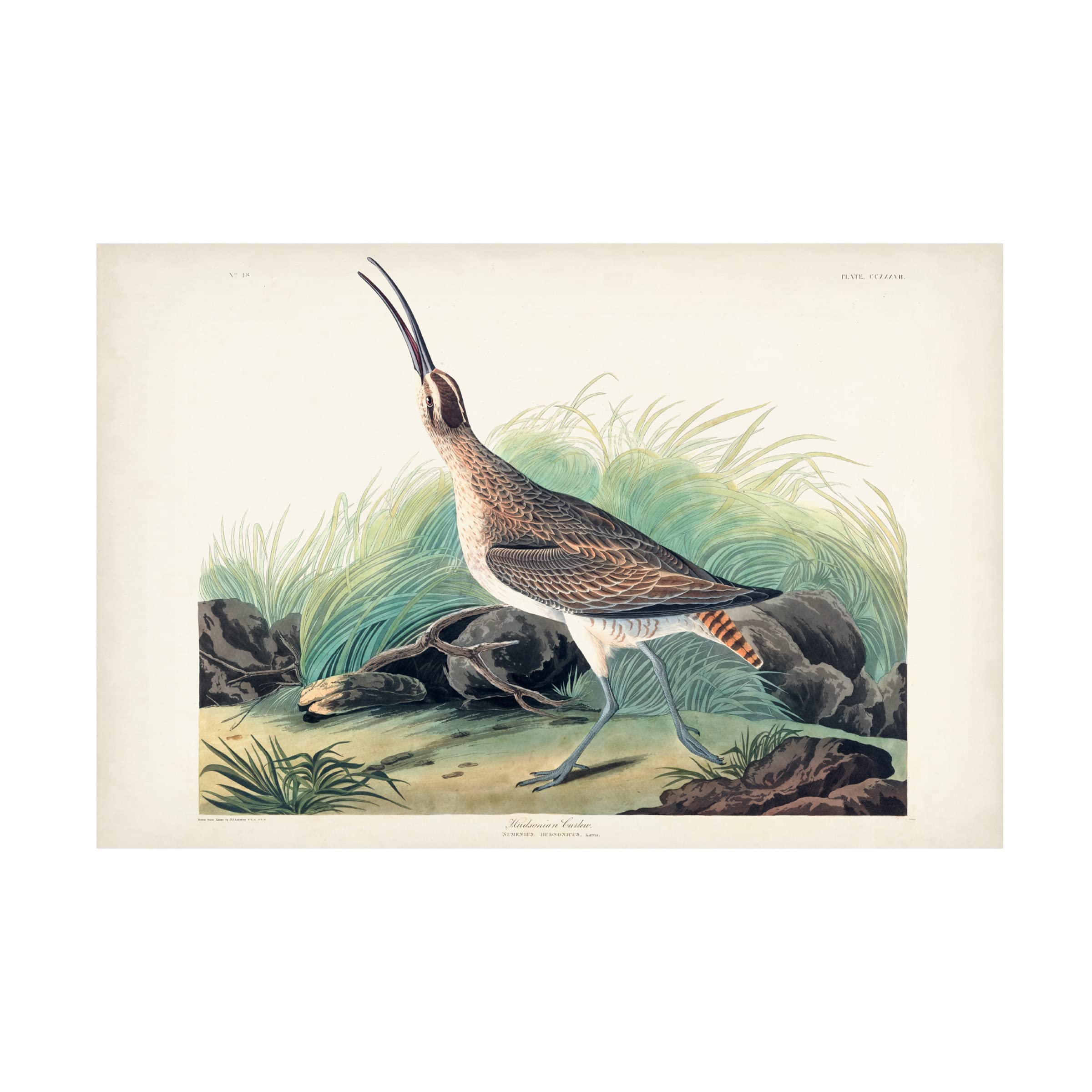 Trademark Fine Art 'Hudsonian Curlew' Canvas Wall Art by John James Audubon - 22x32 Inches - Vintage Bird Painting for Living Room, Office & Home Decor