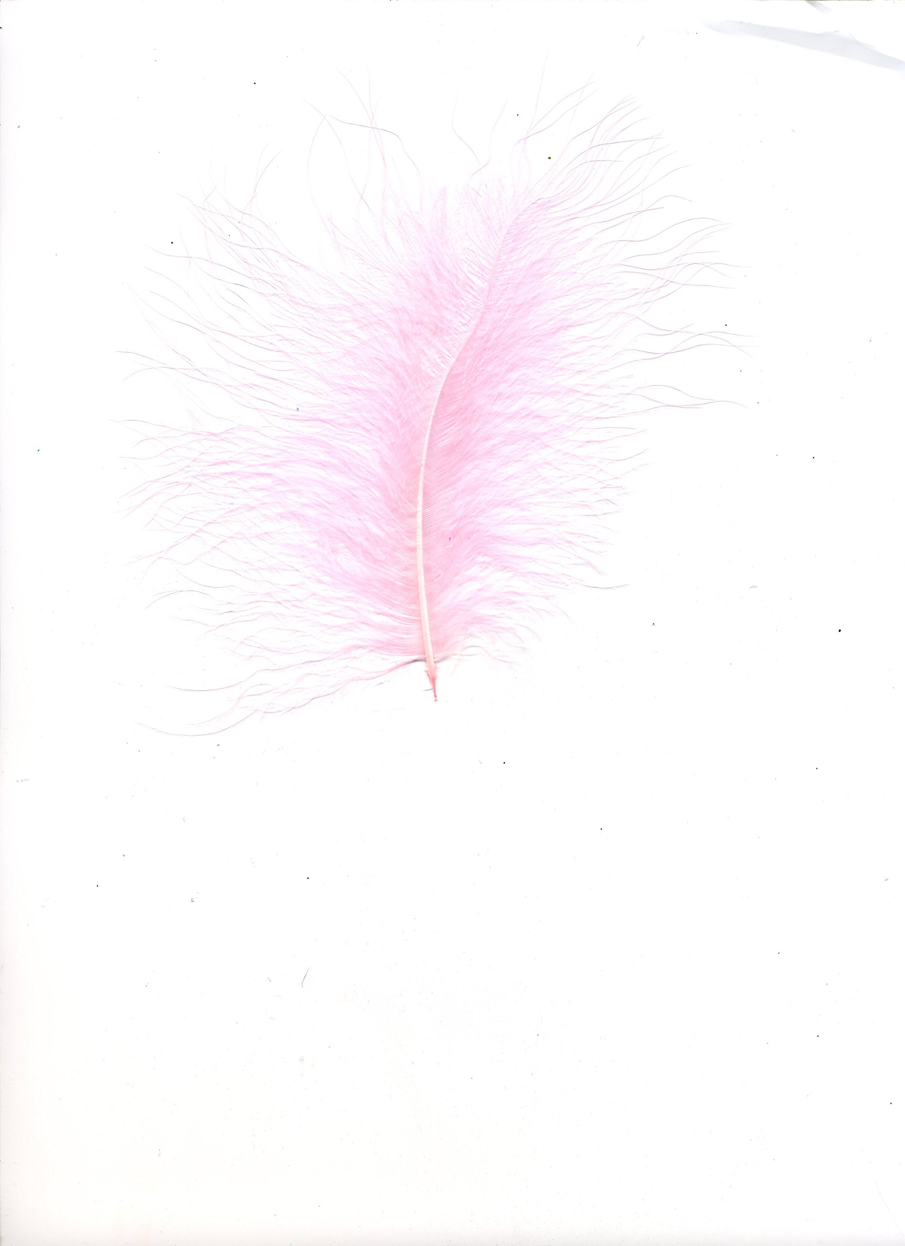 ZUCKER™ Turkey Marabou Dyed Feathers - Candy Pink for DIY Crafts, Costume Accessories, Home Decor & Party Supplies