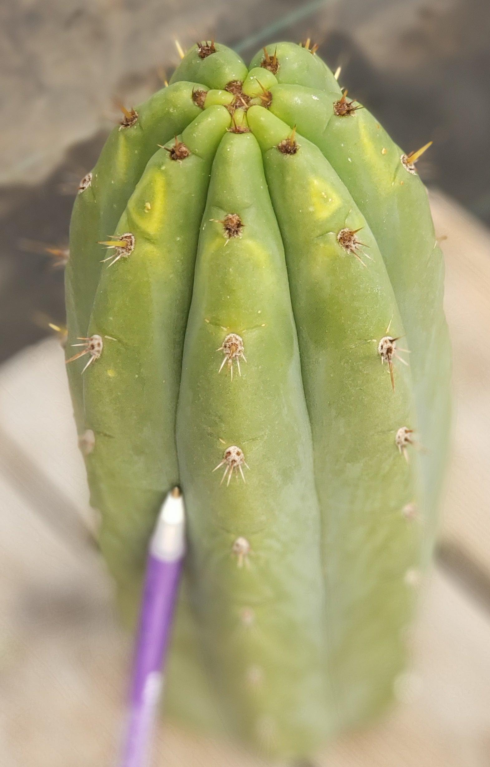 EC196 EXACT Trichocereus Peruvianus Rancho Ornamental Cactus Cuttings & Potted Plants - Rare Succulent for Home Decor, Office Desk & Garden Landscaping