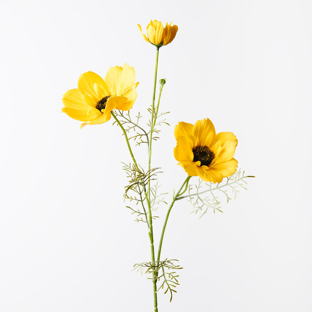Coreopsis Yellow Spray - Fresh Cut Flowers for Home Decor, Wedding Bouquets & Floral Arrangements