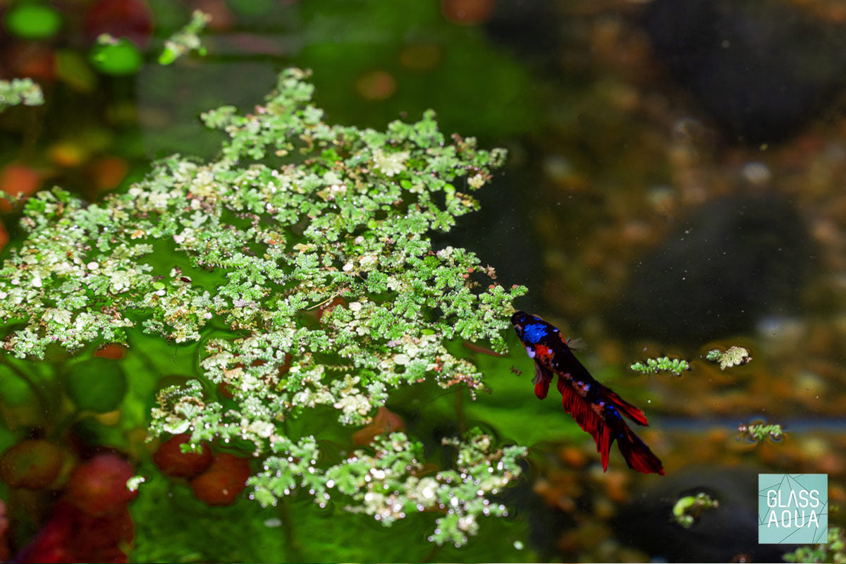 Azolla Mosquito Fern - Natural Water Plant for Ponds, Aquariums & Water Gardens | Floating Aquatic Plant for Mosquito Control & Water Filtration