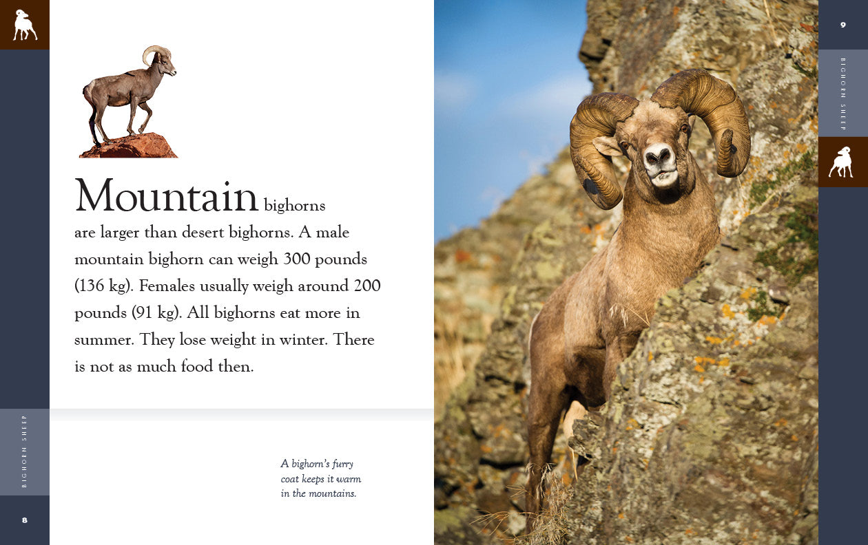 Big Horn Sheep Book 9781640265608 - Wildlife Education & Nature Exploration for Kids & Adults