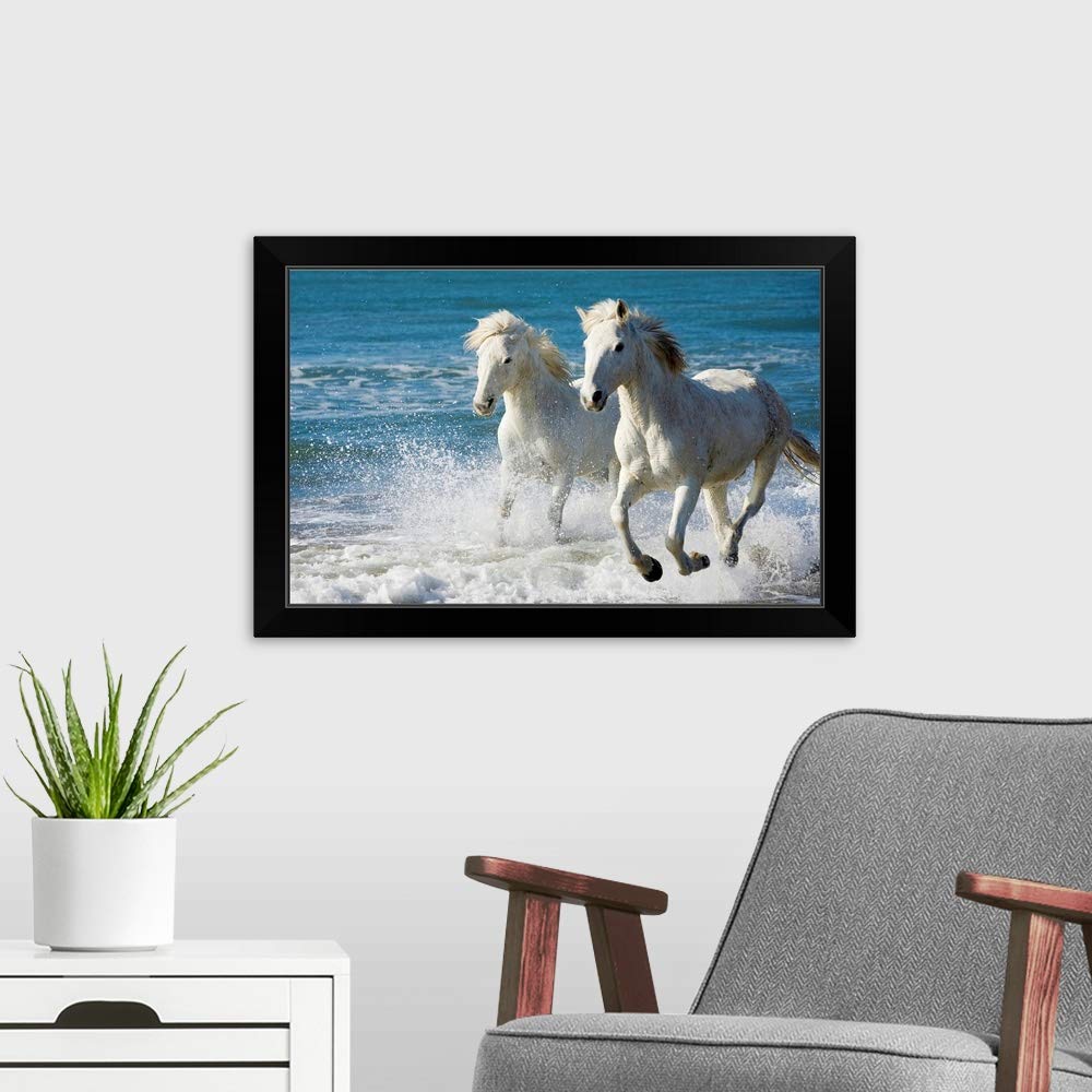 Camargue Horses Running on Beach - Black Framed Wall Art Print - Equestrian Home Decor for Living Room, Office & Bedroom