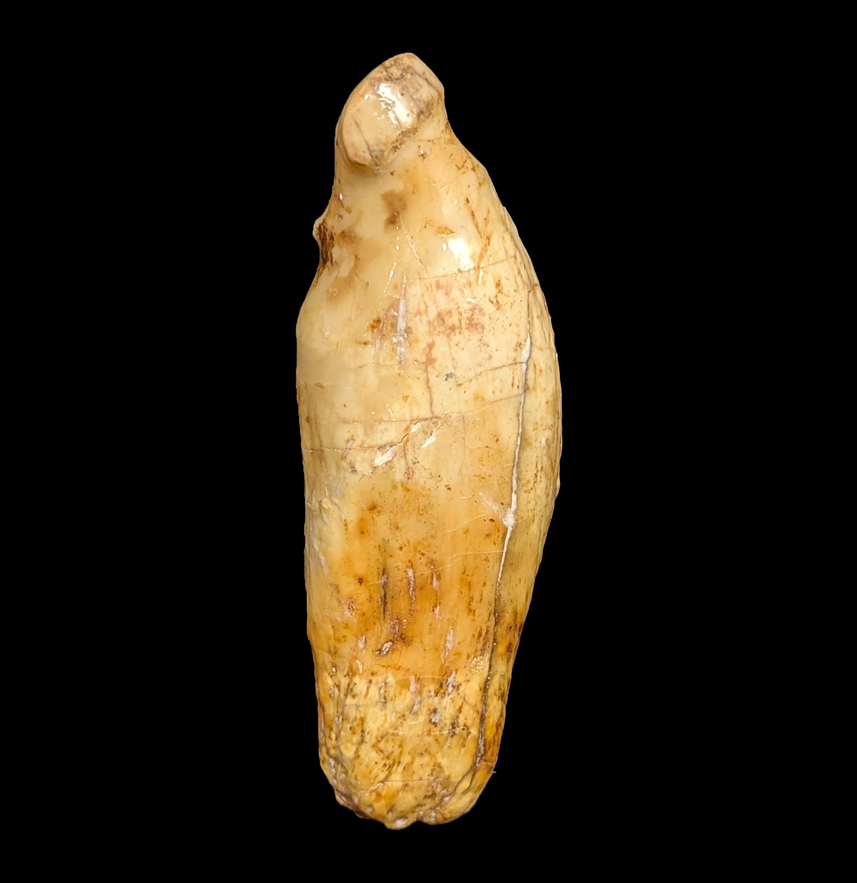 Authentic Fossil Cave Bear Canine Specimen - Prehistoric Ice Age Collectible - Perfect for Paleontology Enthusiasts, Museum Displays & Educational Collections