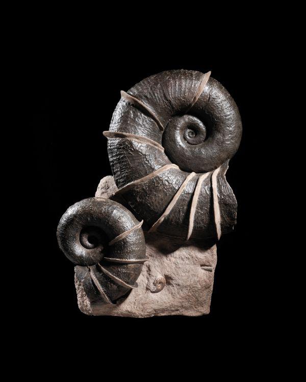 Collectible Dinosaur Fossils: The Art and Science of Dinosaur Excavation - Perfect for Educational STEM Activities and Home Decor