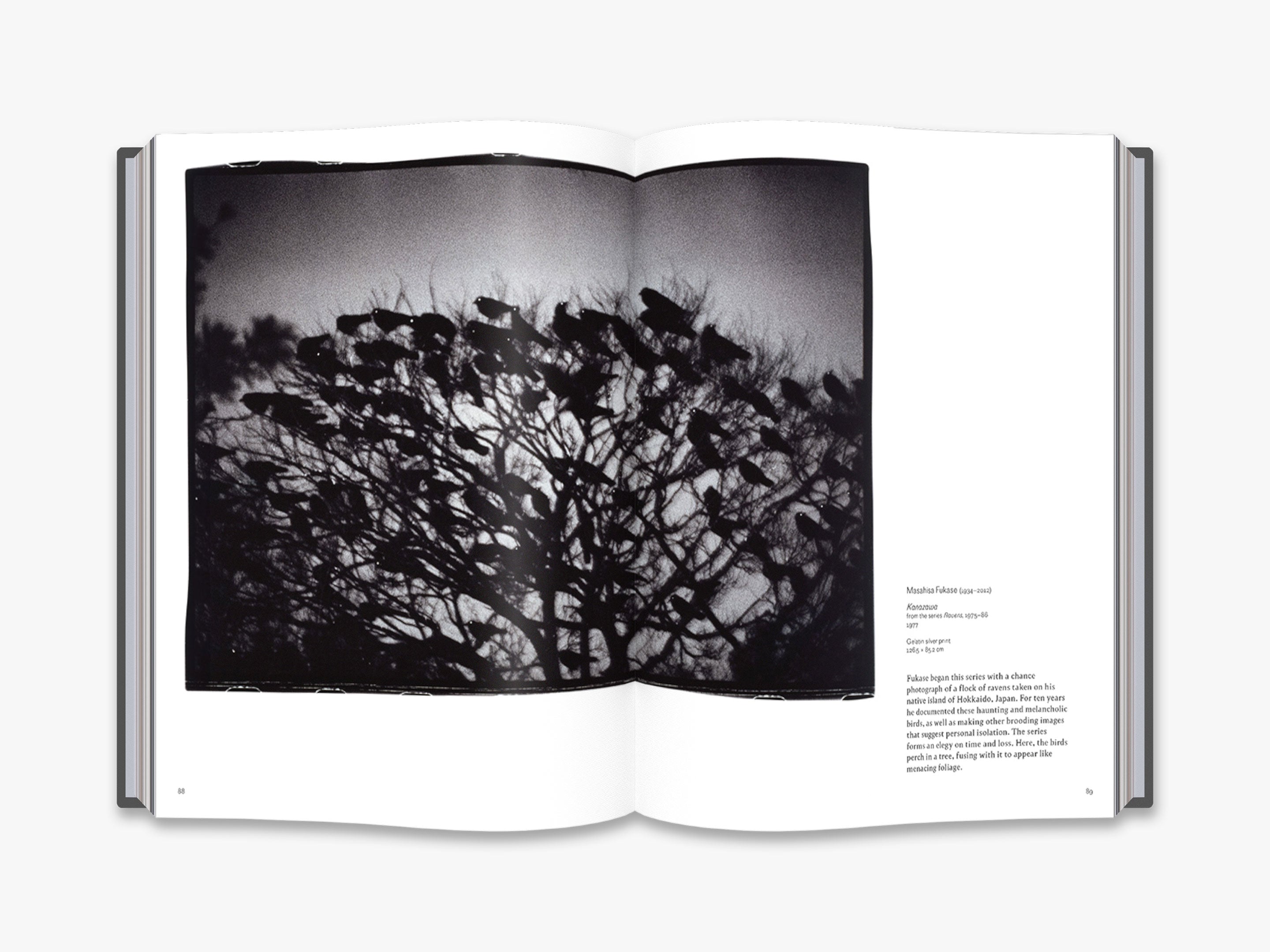 Into the Woods: Stunning Tree Photography Book - Nature Landscape Photo Collection for Home Decor & Art Lovers | Perfect for Living Room, Office & Gift Giving