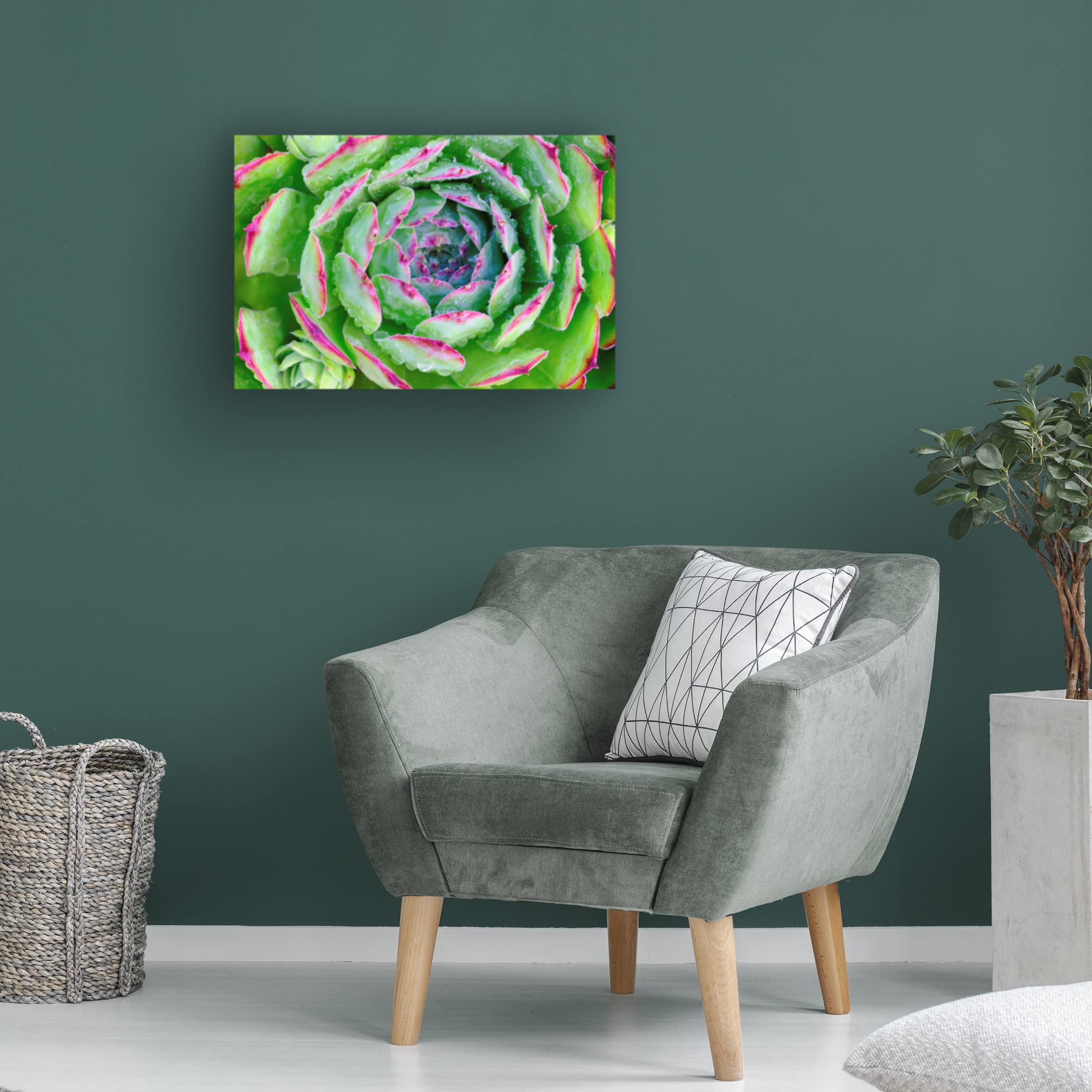 Sempervivum Close Up Canvas Wall Art by Cora Niele - Botanical Home Decor for Living Room, Bedroom & Office - Stretched Framed Ready to Hang Floral Print