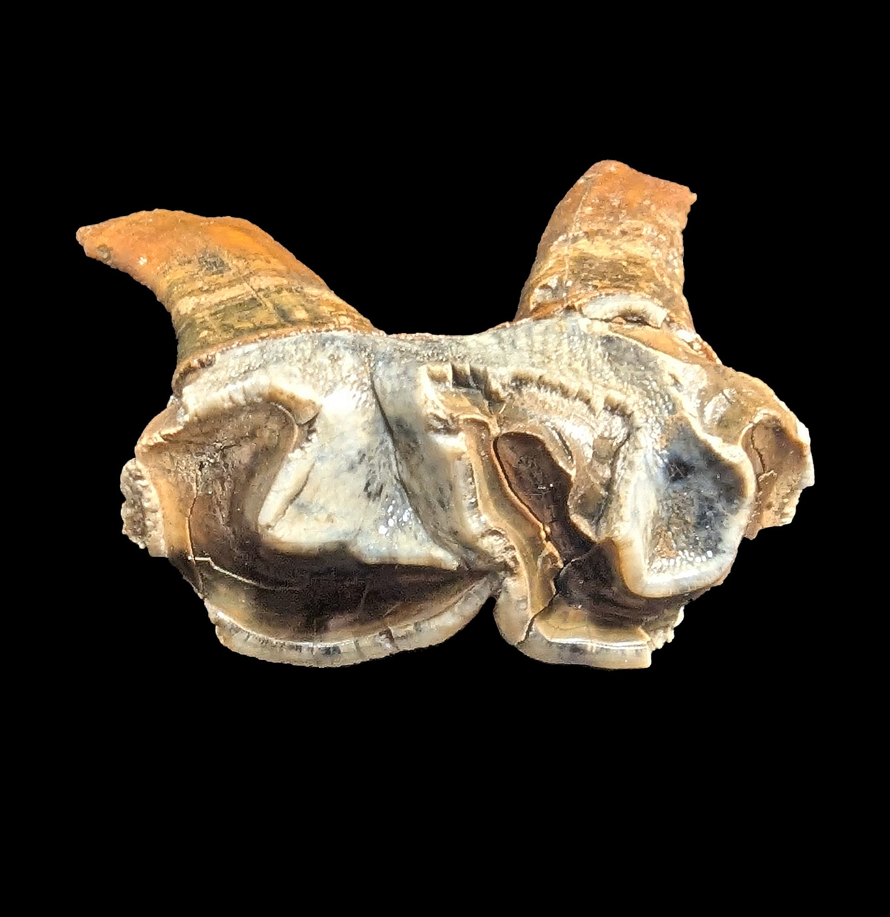 Authentic Fossilized Woolly Rhino Tooth Specimen - Genuine Ice Age Collectible for Paleontology Enthusiasts & Home Decor - Perfect for Science Classrooms, Museum Displays & Unique Gift Ideas