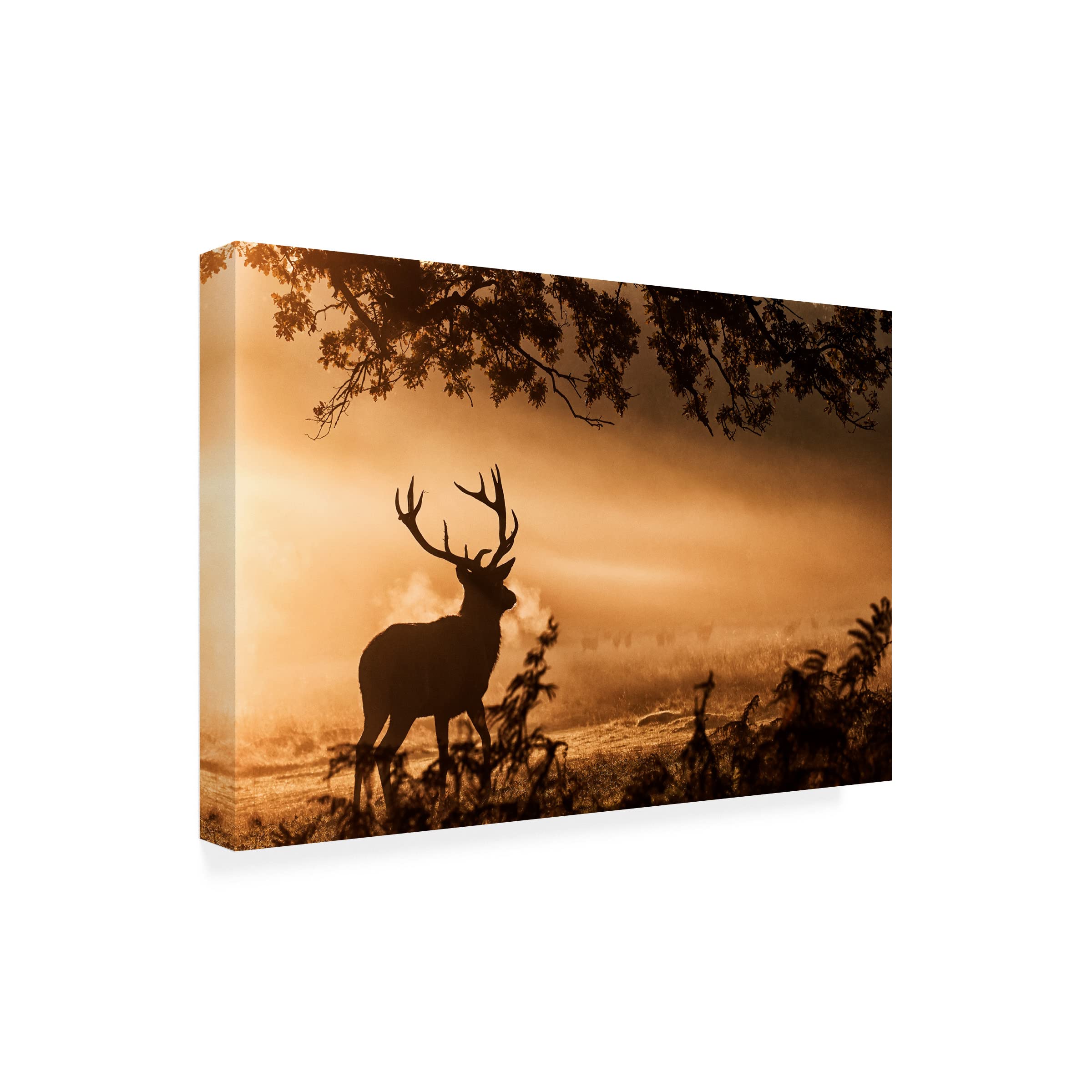 Trademark Fine Art 'Deer Cast Shadow' Canvas Wall Art by Radojica Jevric - Modern Nature Wildlife Painting for Living Room, Bedroom & Office Decor