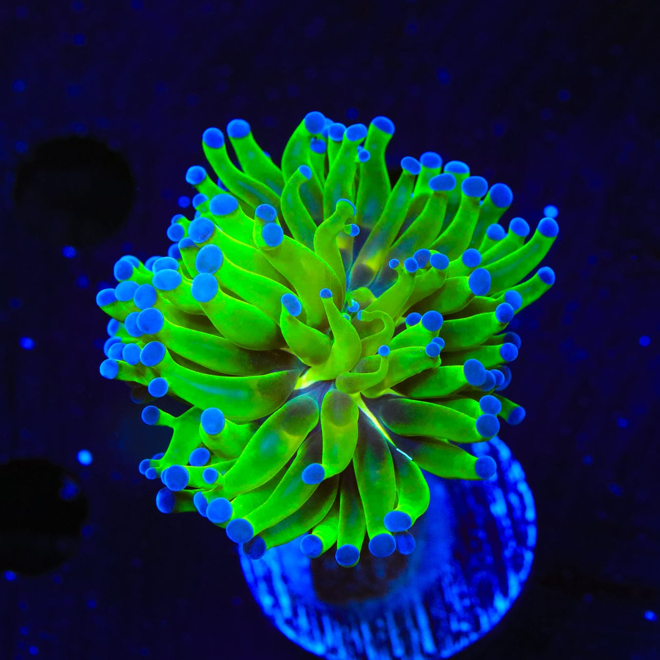 Bicolor Frogspawn Coral for Saltwater Aquariums - Vibrant LPS Coral for Reef Tanks & Marine Displays